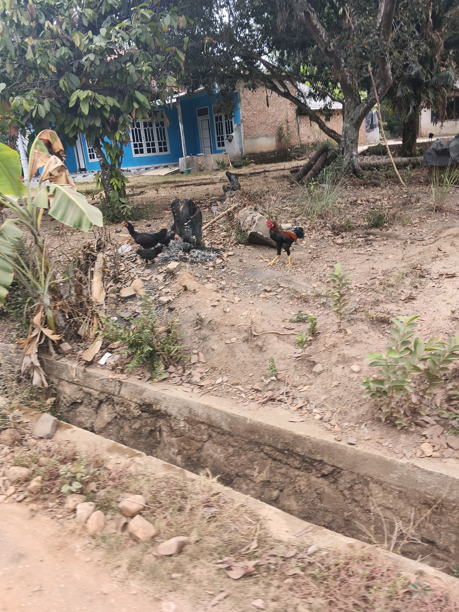 The image depicts an outdoor scene near a blue house with white-trimmed windows in Sri Rahayu, Indonesia. In the foreground, a concrete drainage ditch runs horizontally across the lower portion of the frame. The ground surrounding the ditch is composed of dirt, dry leaves, and sparse vegetation. Several chickens are present in the scene. Three black chickens are clustered near a pile of charcoal or burnt material. A rooster with red, black, and brown plumage is walking in the middle ground to the right. A banana plant with large green leaves is visible on the left side. The house appears to be made of brick and concrete, with a light-colored roof. Trees with dense foliage are scattered throughout the background. The overall impression is of a rural or semi-rural residential area.