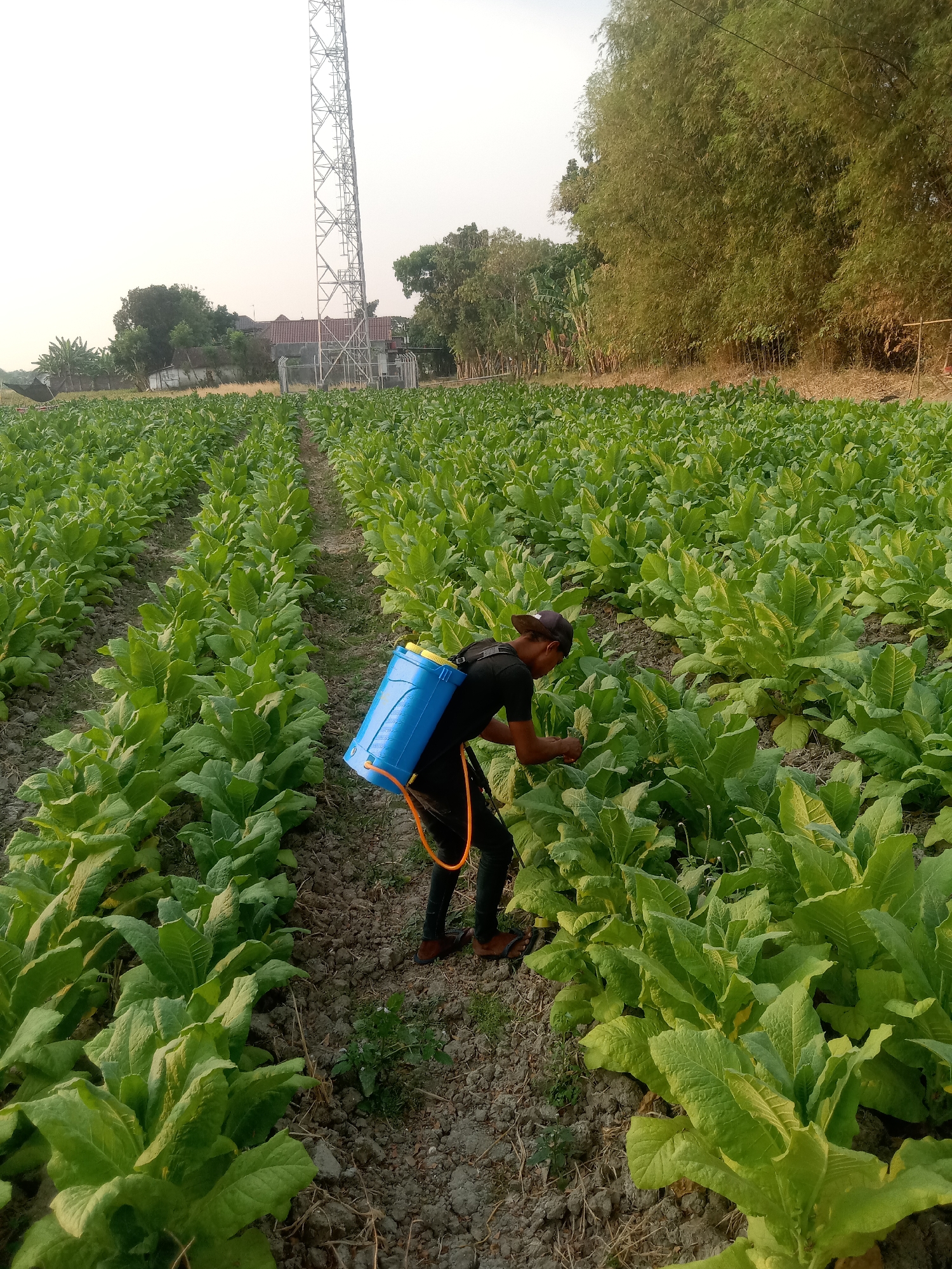 In a field of lush green tobacco plants in Sugihwaras, Indonesia, a person is tending to the crops. The individual, wearing a black t-shirt, dark pants, and a cap, is carrying a bright blue backpack sprayer. They are actively engaged in the process of spraying, likely to protect the plants from pests or diseases. The rows of tobacco plants stretch out into the distance, suggesting a large-scale agricultural operation. In the background, a tall communications tower and a dense line of bamboo trees are visible, indicating the proximity of both infrastructure and natural vegetation. The sky is overcast with a pale haze, characteristic of a warm, possibly humid day. The soil appears dry and somewhat uneven, with the rows of plants clearly defined.