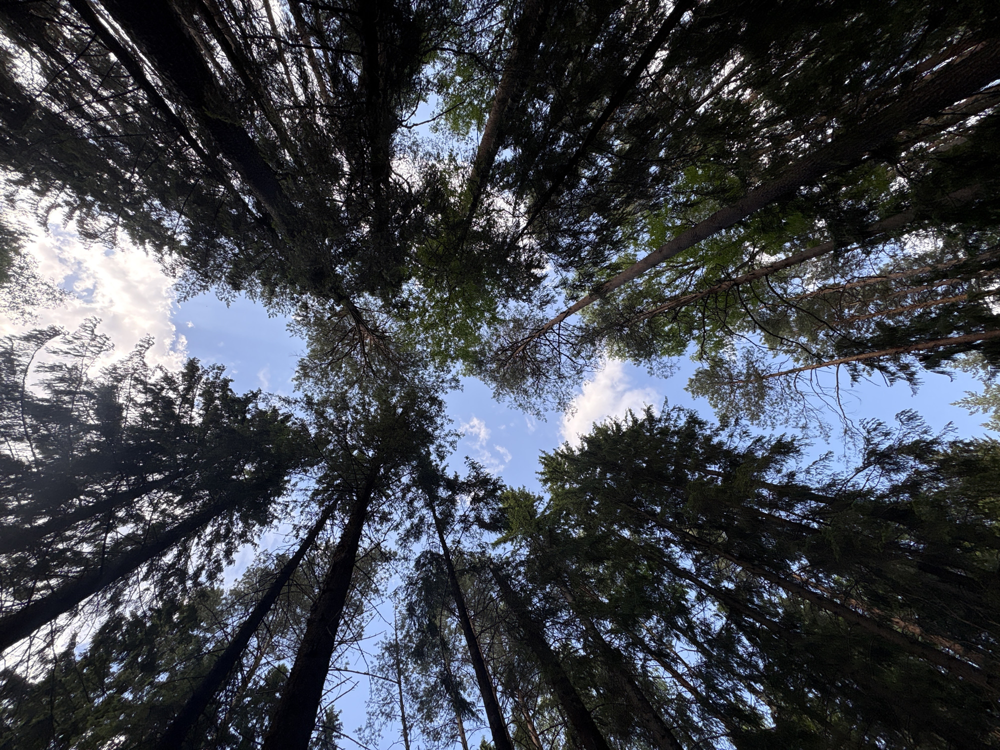 The image captures a low-angle view of a forest canopy against a blue sky with scattered clouds. The trees are tall and appear to be densely packed together, creating a dark silhouette against the brighter sky. The location is inferred to be Chaikovsky, Russia. There are no people visible in the image. The subjects are the trees and the sky. The environment is a forest. There are no explicit actions or interactions visible in the frame, only the static presence of the forest.
