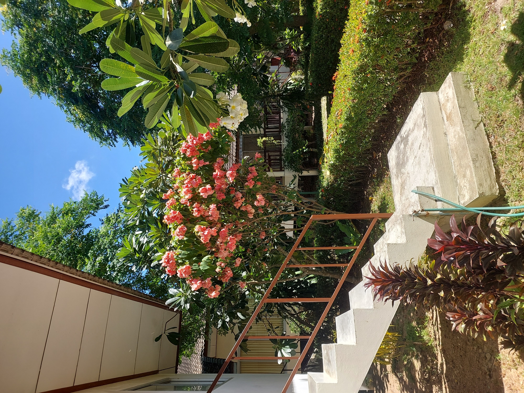 The image depicts an outdoor scene in Baan Mae Nam, Thailand, featuring a white building with a beige soffit and a brown metal railing alongside a concrete staircase. Lush green trees and a vibrant pink flowering bush are prominent in the foreground and middle ground, with a trimmed green hedge in the background. Several clusters of white flowers hang from branches on the right side of the image. The ground is covered with grass and dirt. The sky is blue with a few scattered white clouds. No people are visible in the image.