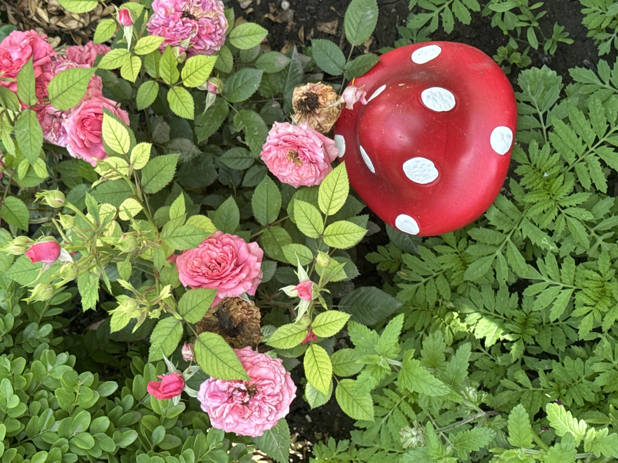 A garden scene in Veselina, Bulgaria, features pink roses blooming amidst lush green foliage. A red, white-spotted mushroom garden ornament rests on the ground, partially obscured by the plants. The lighting suggests it is daytime.