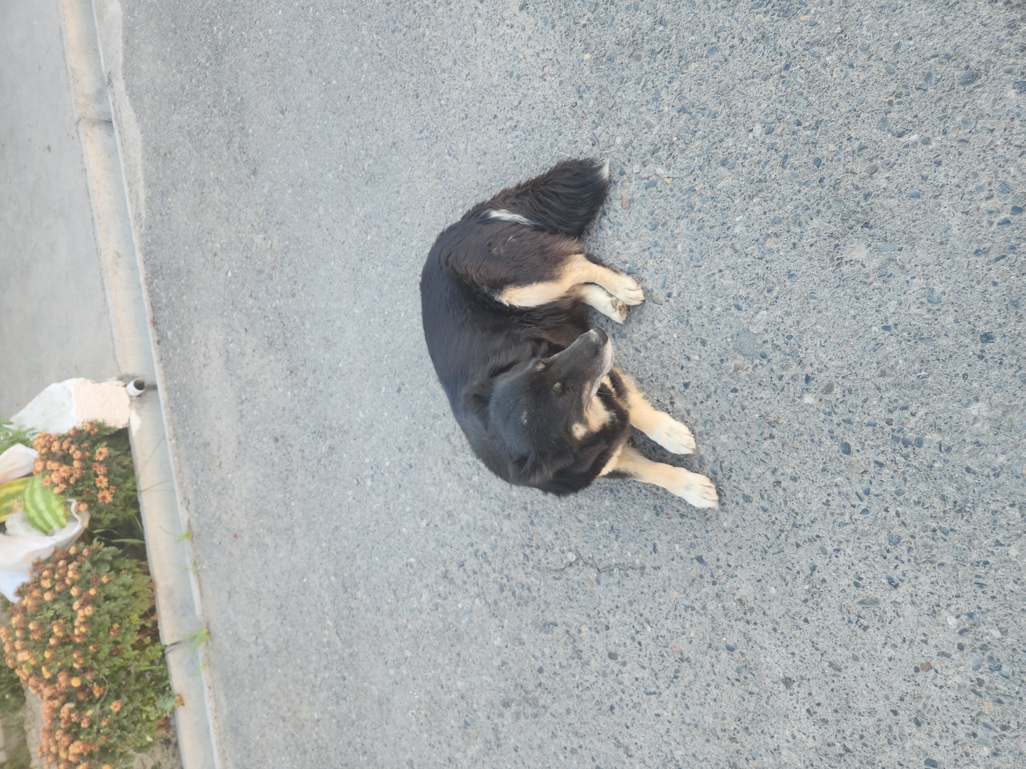 A black and tan dog is lying on an asphalt road. The dog is facing to the right and its head is down. In the background, there are some bushes with orange flowers and some watermelons. There is also a concrete curb and a drainage ditch. The scene appears to be in a residential area. The image is taken from a high angle.