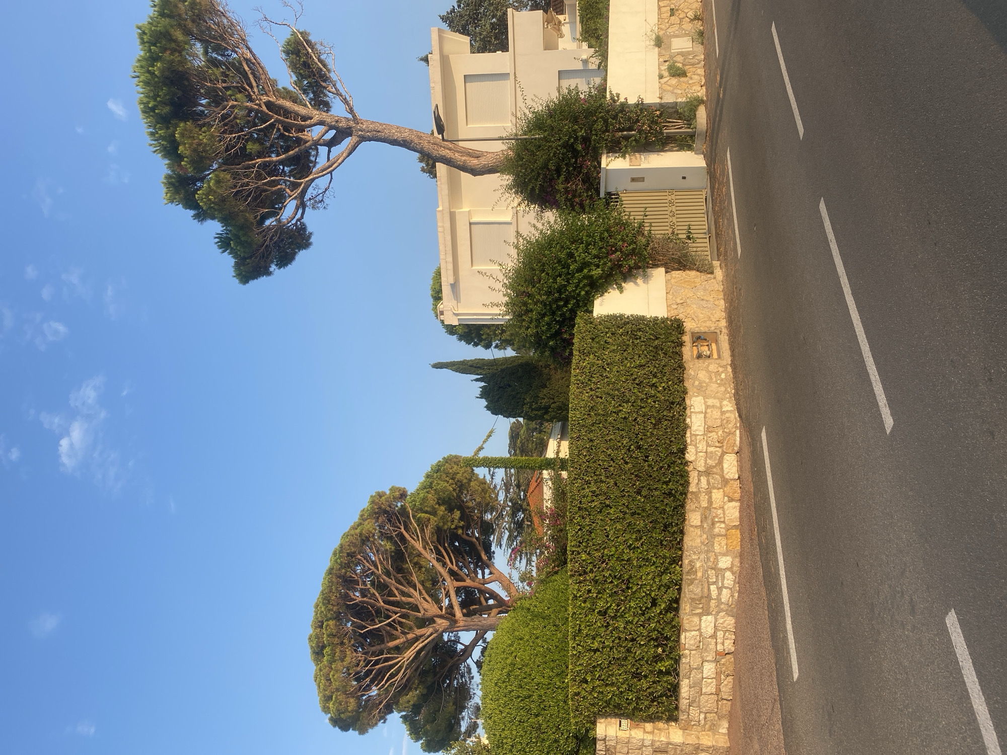 The image depicts a residential street in Antibes, France, characterized by well-maintained landscaping and a modern white villa. The scene is dominated by lush green hedges that form a barrier along the property line, separating the road from the house. A stone wall, constructed with irregular-shaped blocks, runs beneath the hedges, adding a rustic element.
In the foreground, a paved road with white lane markings is visible, suggesting it is a public thoroughfare. Two large umbrella pine trees are prominent features in the composition; one stands to the left, its branches spreading wide over the hedges, and another, taller tree is situated to the right, its trunk rising beside the villa.
The villa itself is a two-story structure with a flat roof and white siding. It features white roller shutters on its windows, giving it a clean, minimalist appearance. A light-colored metal gate provides access to the property, flanked by overgrown flowering vines.
The environment appears sunny and clear, with a bright blue sky and a few wispy clouds. The overall impression is one of a peaceful, affluent residential area bathed in natural light. There are no people visible in the image. The street number "1233" is faintly visible on a small plaque on the stone wall near the left hedge.