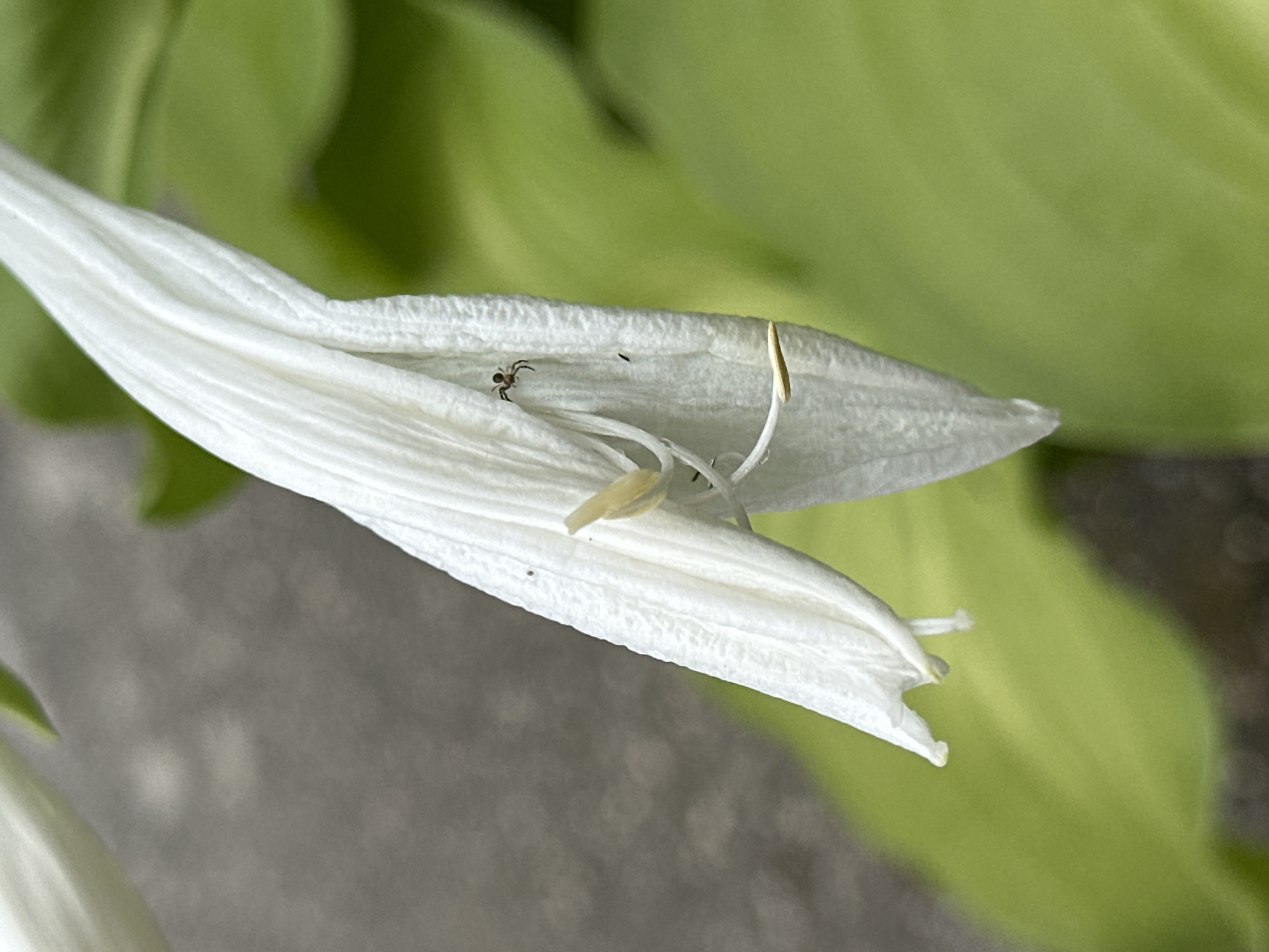 The image shows a close-up view of a white flower petal with a small spider on it. The flower petal is white and has delicate textures. The spider is dark brown and appears to be actively moving on the petal. The background is a blurred green foliage, suggesting an outdoor setting, possibly a garden. There is also a hint of a gray, concrete-like surface in the upper left portion of the image. The lighting suggests it is daytime. There are no people present in the image, and no identifiable landmarks or indications of the city of Yessentuki, Russia.