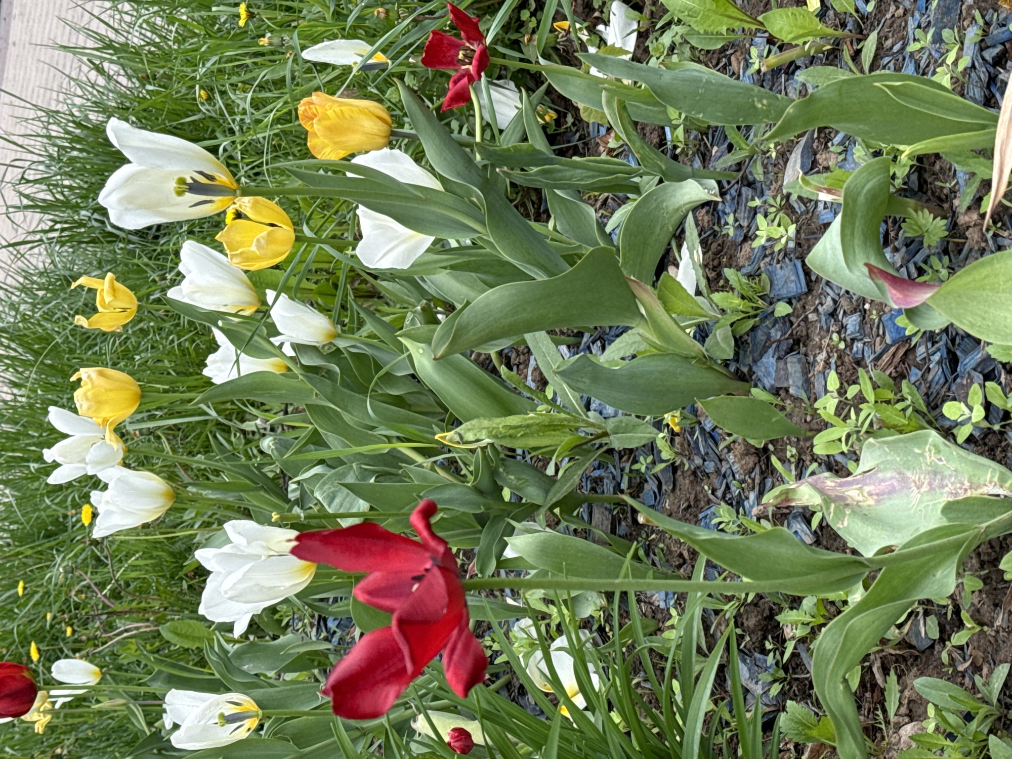 The image shows a flower bed in what appears to be an urban setting. There is no way to determine the location, including Moscow, Russia, from the image alone. The flower bed contains a mix of tulips, including white, yellow, and red varieties. The tulips are in various stages of bloom. There is also grass and other greenery present. The ground is covered in what appears to be shredded wood chips. The image is taken from a slightly elevated angle. There are no people visible.