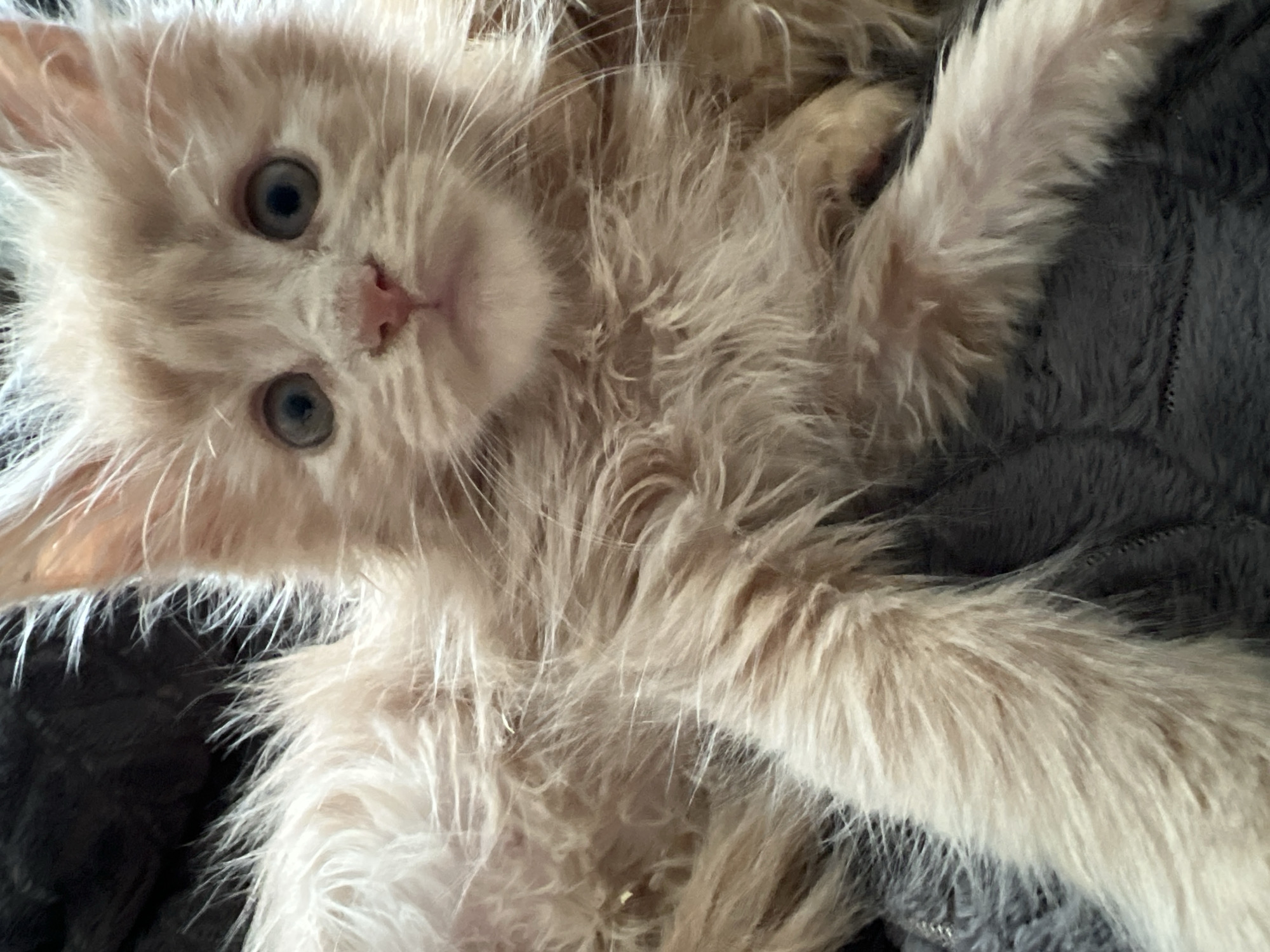 A close-up, eye-level shot captures a fluffy, light orange kitten lying on a dark grey, textured surface, possibly a blanket. The kitten's fur is long and shaggy, with lighter strands around its face and chest. Its eyes are large, round, and dark, with pupils clearly visible. The kitten's nose is a light pink, and its mouth is slightly open, revealing a small pink tongue. Its paws are visible, one resting on the surface and the other extended towards the camera. The background is dark and out of focus, with hints of a darker, furry texture to the left of the kitten. There are no visible indications of the city of Markova, Russia, or any specific urban environment. The image focuses solely on the kitten and its immediate surroundings.