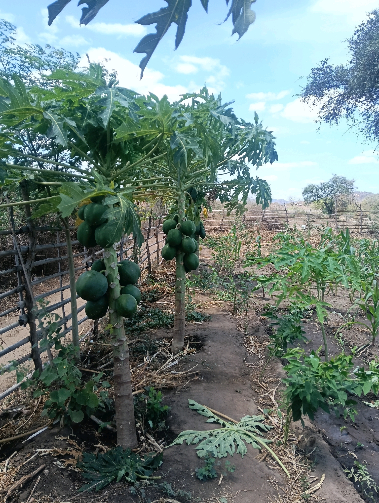 The image depicts a rural agricultural scene in Mutitu/Kaliku ward, Kenya. The foreground features two papaya trees laden with green fruit, positioned along a dirt path. To the right of the path, rows of young plants, possibly corn and other vegetables, are growing in cultivated soil. A rustic wooden fence runs along the left side of the scene, separating the cultivated area from what appears to be drier land beyond. In the background, sparse vegetation and distant hills are visible under a bright, partly cloudy sky. The overall impression is one of a small-scale farm in a dry, possibly arid, environment.