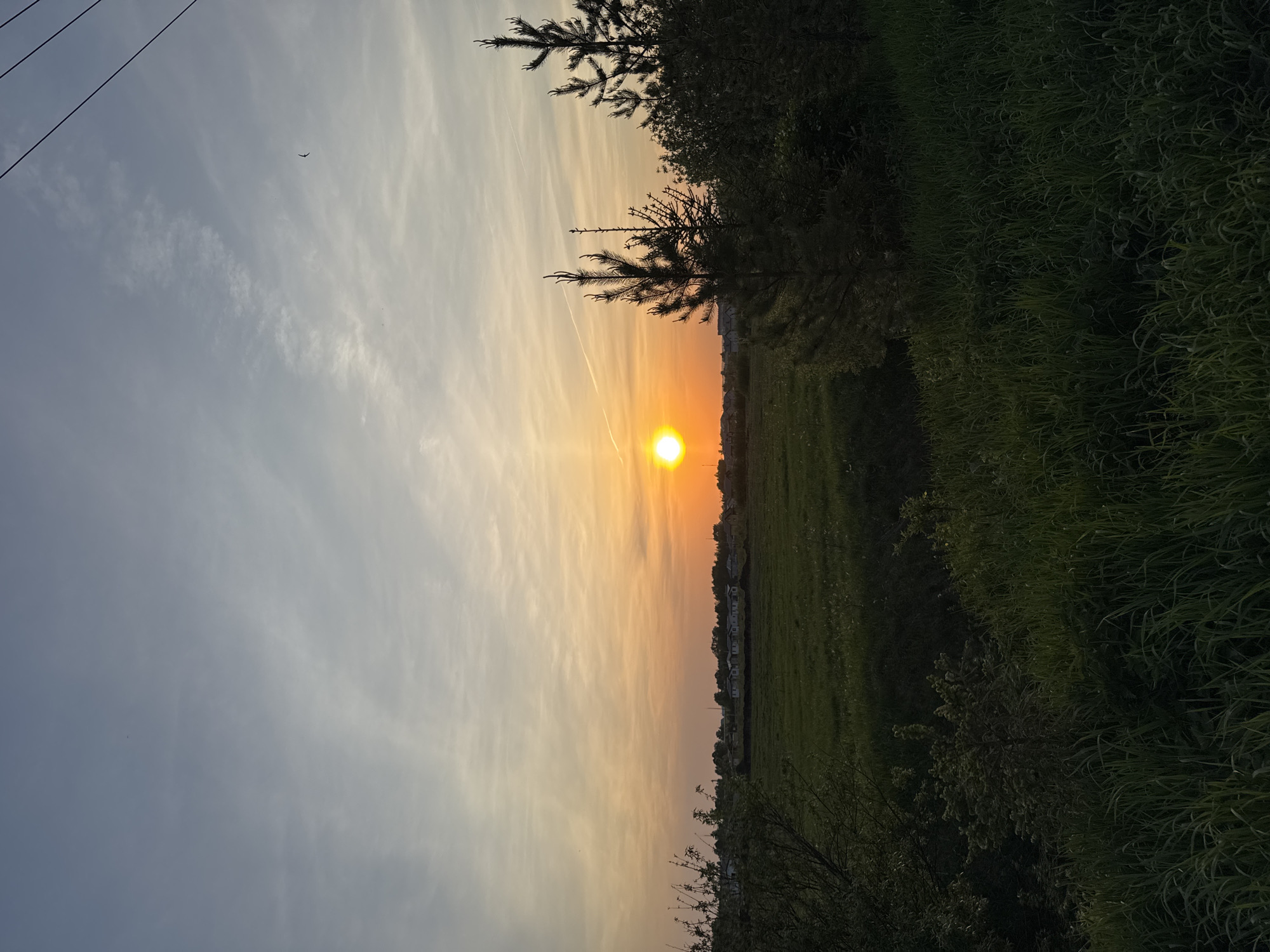 The image depicts a sunset over a field in what appears to be the city of Горный, Russia. The sun is centered in the frame, casting an orange glow across the sky. Wispy clouds are present in the sky, and the silhouette of a small bird is visible. In the foreground, tall grass and bushes line the edge of the field. The outlines of some buildings are seen in the distance, across the field. Some power lines are also visible in the top left corner.