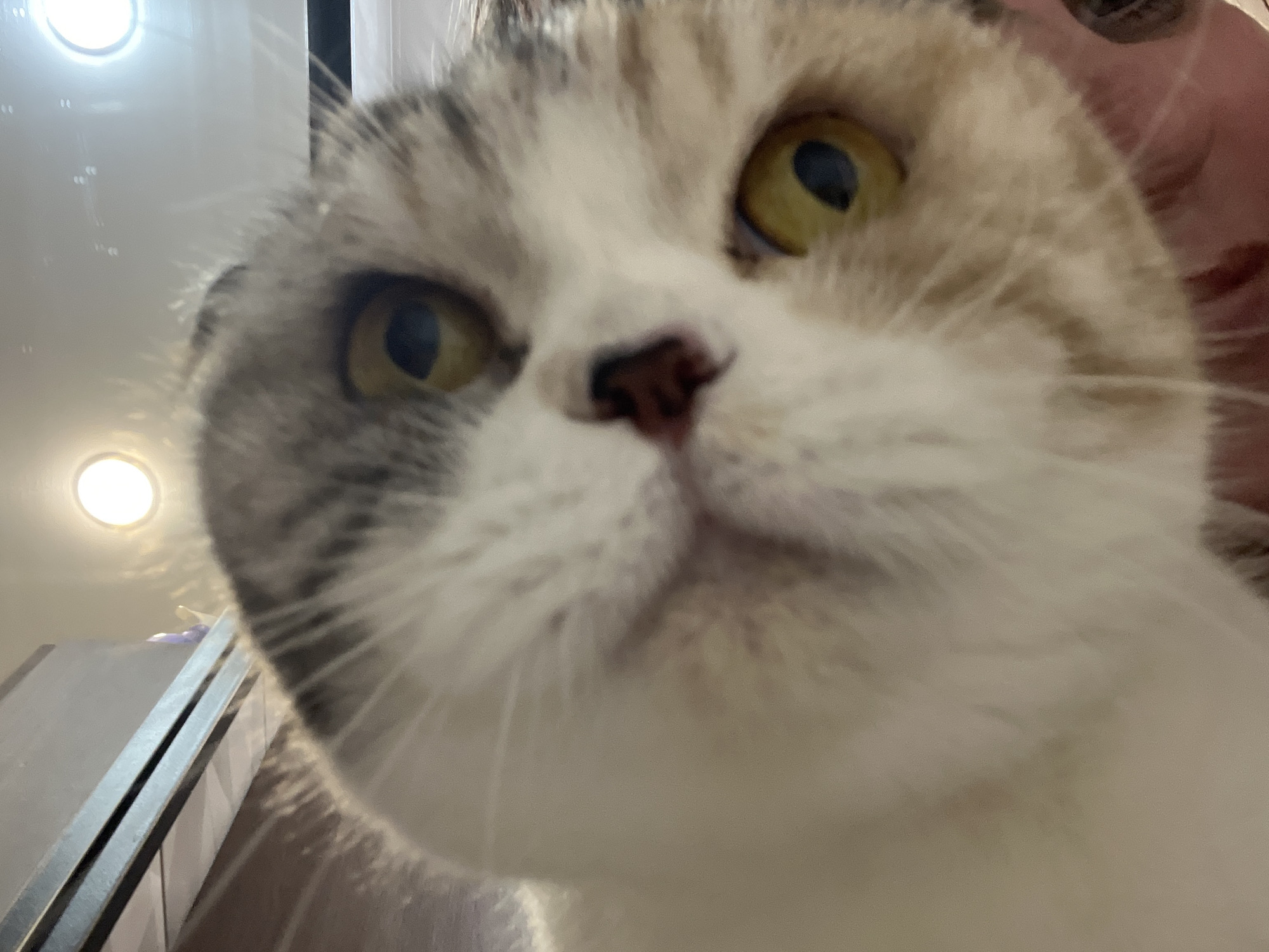 A close-up photograph shows a cat with predominantly white fur mixed with gray and tan patches. The cat has round, yellow eyes and a pink nose. The cat's whiskers are visible. The perspective is from below, looking up at the cat. In the background, a blurred shelf or cabinet is visible on the left, and a light fixture is visible in the upper left. There is no evidence to suggest that the image was taken in the city of Noviy, Russia.