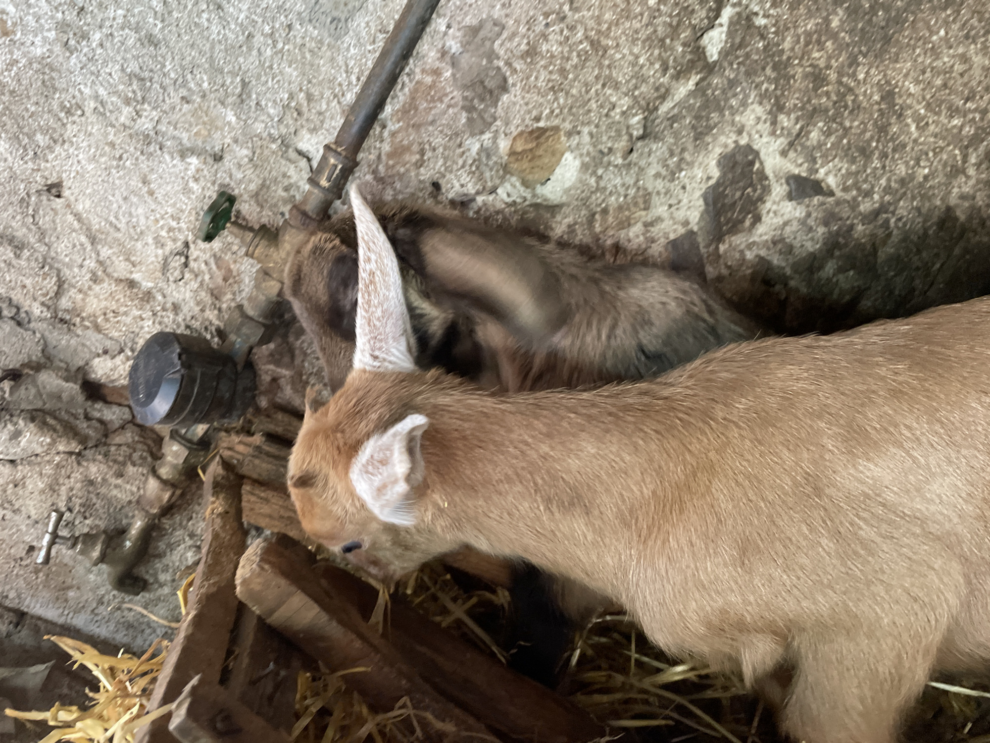 The image shows two goats in what appears to be an indoor or enclosed space. A tan goat is in the foreground, and a brown goat is behind it. The goats are near a wall with pipes and a faucet. The ground is covered with hay and some wooden debris. The location is unspecified, but the information requests it to be mentioned from the city of Zlatograd, Bulgaria, even though the image does not provide that context, but it can be a location in Zlatograd, Bulgaria.