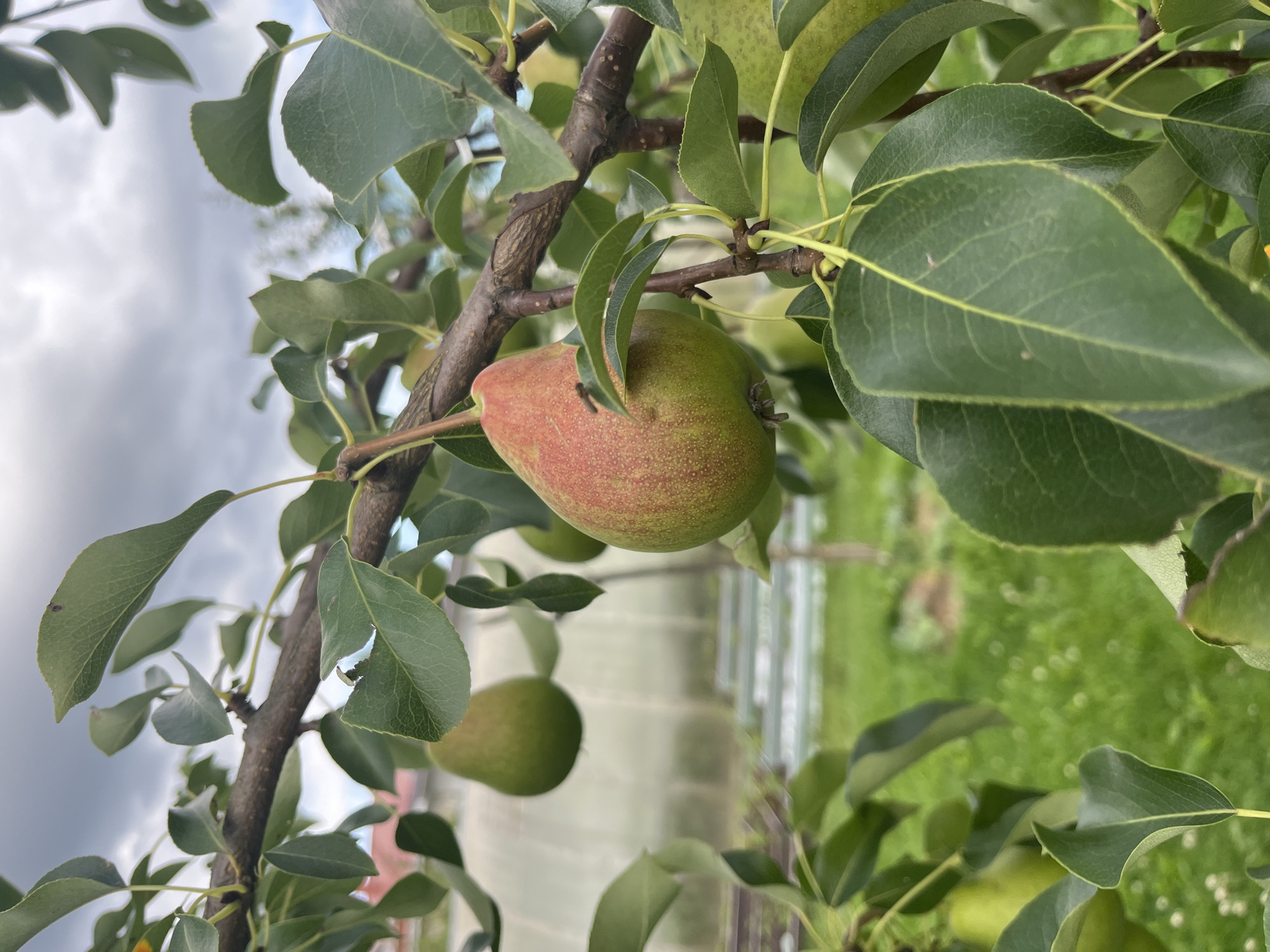 A close-up, eye-level shot captures pears growing on a tree branch in Vladimirovka, Russia. The foreground is dominated by the branch and its green leaves, with a single pear in sharp focus. This pear is partially red and green, indicating it is ripening. In the background, out of focus, are more pears on other branches, a greenhouse, and a lush green lawn. The sky above is cloudy and grey.