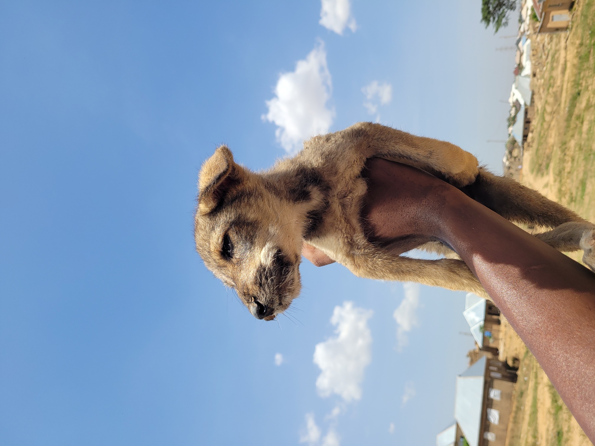 A light brown puppy is being held up against a bright blue sky with scattered white clouds. The puppy's face is in focus, with visible details such as its black nose, dark eyes, and soft fur. A dark-skinned arm holds the puppy. The background reveals a landscape with dry grass and a few buildings with metal roofs. The location is Barakin Akawo, Nigeria.