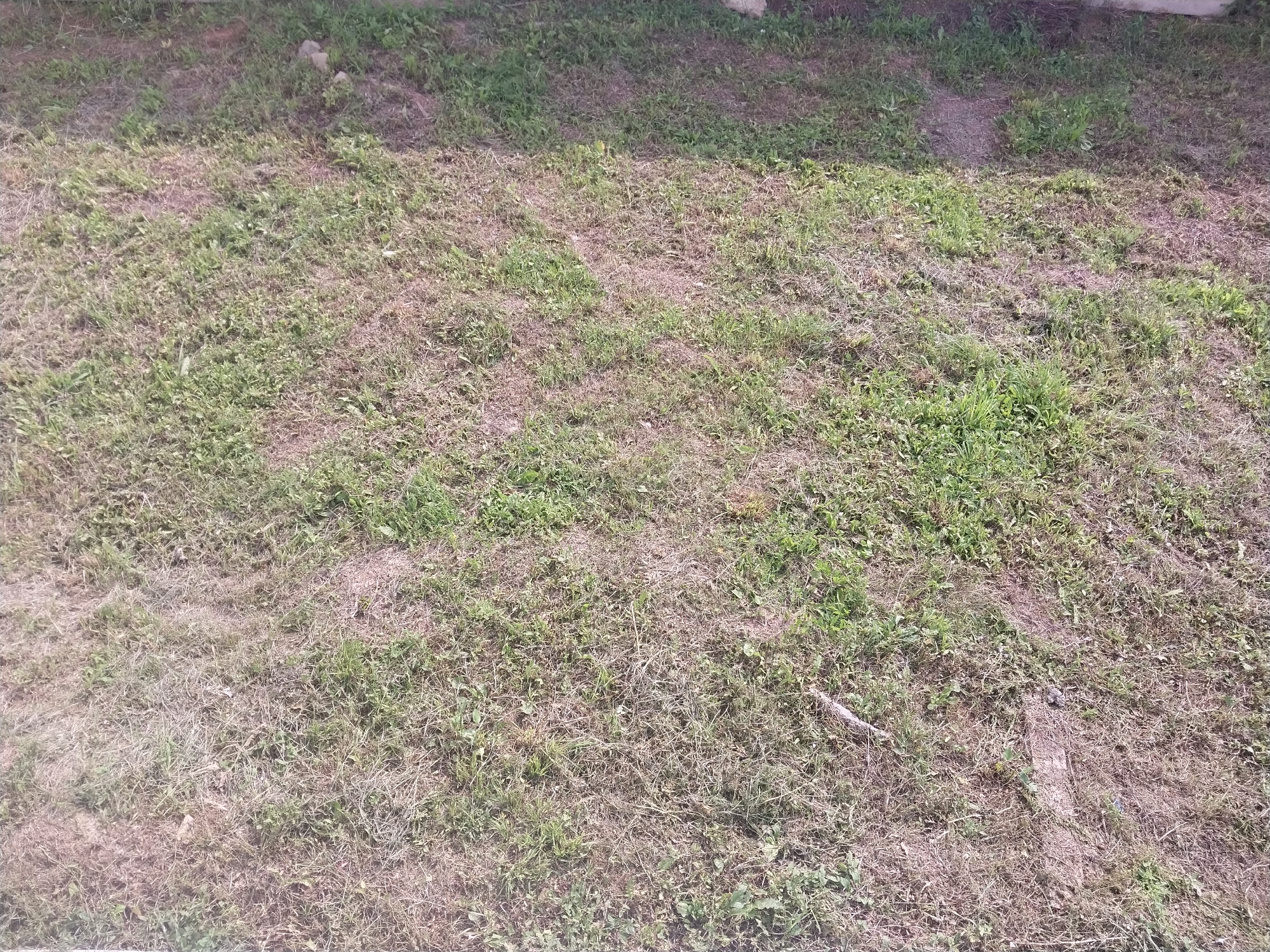 The image shows a patch of uneven ground covered with dry grass and some scattered green vegetation. The ground appears to be a mix of soil and dried plant matter. There are no visible people, animals, or significant objects. The lighting suggests it is daytime. The scene is consistent with an unkempt outdoor area, possibly a yard or a field.