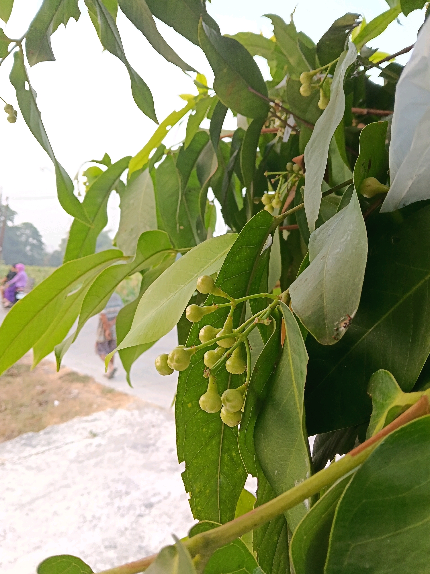 In a natural outdoor setting, likely a rural area in or near Galuk, Indonesia, a close-up shot focuses on a branch of a tree laden with small, light green, bulbous fruits or buds. The leaves are a vibrant green, some with irregular edges or small holes, indicating natural weathering. The background is softly blurred, revealing a dirt or gravel road with a few figures in the distance. To the left, two people are visible, one wearing a purple garment, suggesting they are walking or riding on the road. Further down the road, another person appears to be walking. The sky is bright, hinting at daytime. The overall impression is one of rural life and nature, possibly a plantation or orchard.