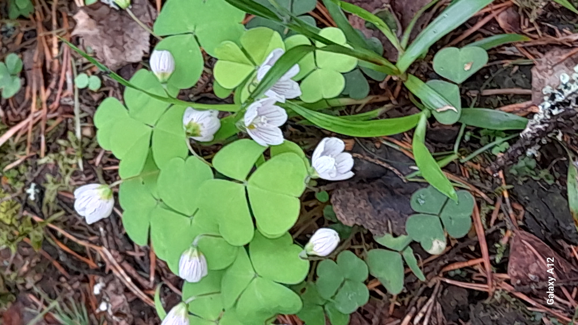 The image shows a close-up view of a patch of Wood Sorrel plants (Oxalis acetosella) in a forest floor setting. The plants have characteristic three-lobed leaves, and some are bearing small, pale purple-striped flowers. The ground is covered with leaf litter, pine needles, and bits of decaying matter. The location is likely within the city of Марковский, Russia, based on the prompt. No people are visible.
