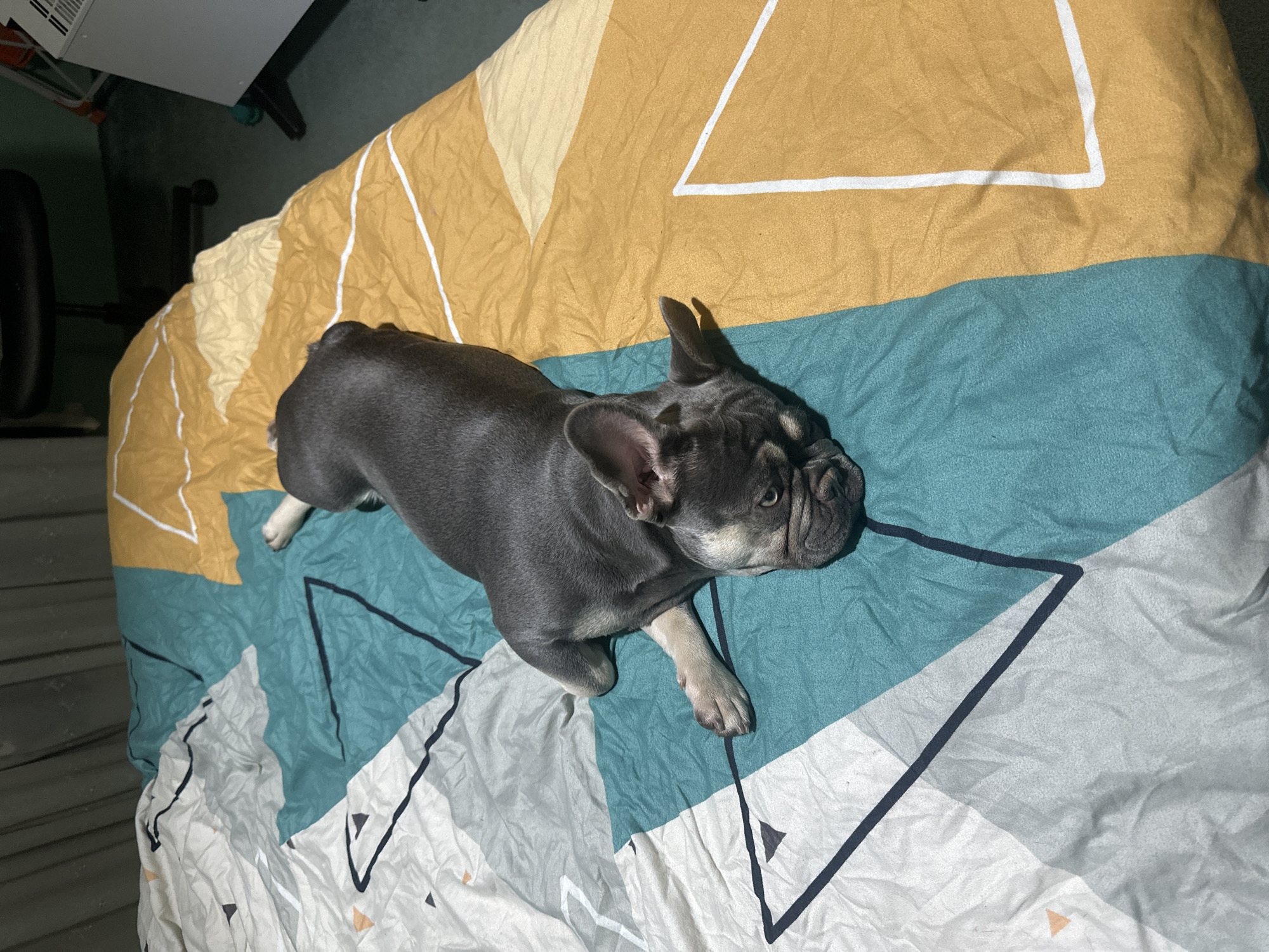 A gray French Bulldog is lying on a bed. The bedding is a mix of yellow, turquoise, and white triangular patterns. The dog is positioned in the center of the frame. A portion of a desk is visible in the upper left corner of the image. The location is Unknown, Unknown.