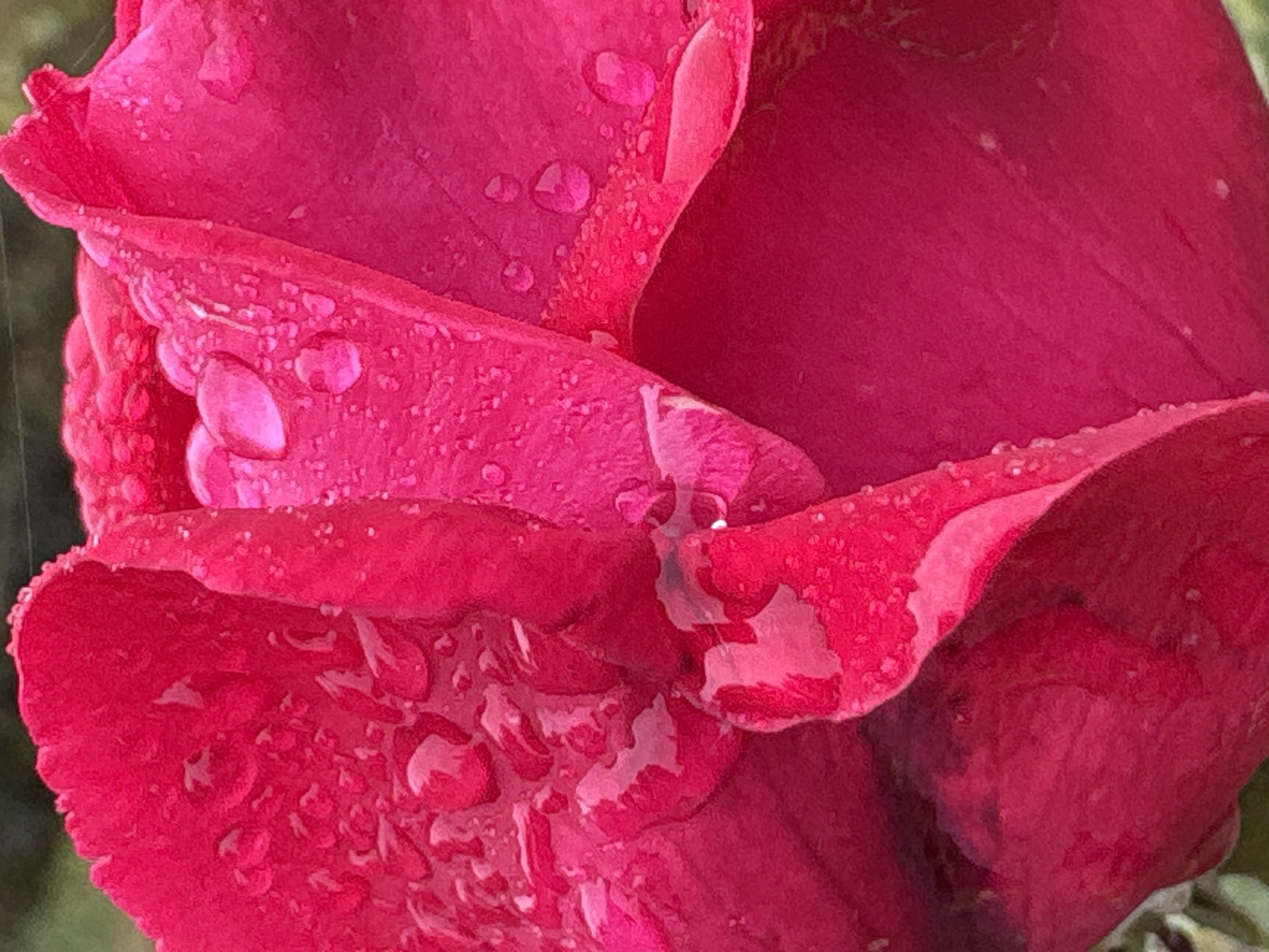 This is a macro photograph of a vibrant pink rose petal, covered in numerous glistening water droplets. The rose petal is textured and folded, with some areas appearing smoother than others. The droplets are of varying sizes, some reflecting the light and the surrounding environment. The background is softly blurred, showing hints of green foliage. The image captures the delicate beauty of the rose after a rain shower. There is no identifiable location in the city of Bobrov, Russia present in the image.