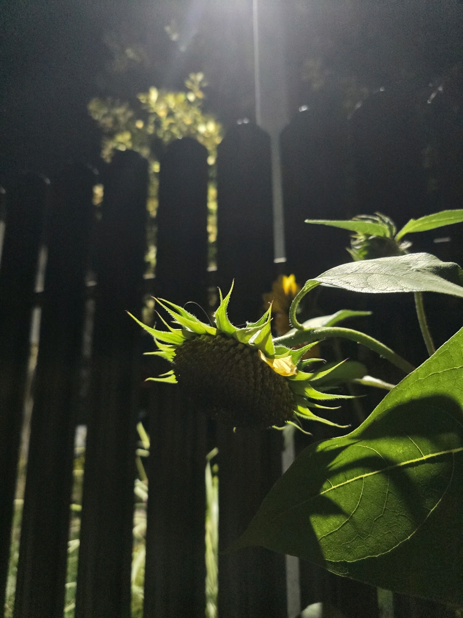 A close-up, low-angle shot captures a sunflower head and its leaves illuminated by artificial light, likely a streetlamp, at night. The sunflower head is positioned in the center-left of the frame, facing downwards and slightly to the left. Its green sepals are prominent, with some showing hints of red at their tips. The central disk of the flower, where seeds would form, is visible and textured. To the right of the sunflower, large, veined green leaves are visible, some casting shadows. In the background, a dark wooden fence with vertical planks is present, with blurred, glowing lights filtering through the gaps. These lights, which appear to be trees or foliage illuminated by the streetlamp, create an ethereal, bokeh effect. The overall scene suggests an outdoor setting in a residential area or garden within Анкудиновка, Russia, on a dark night. There are no people or animals visible in the image.