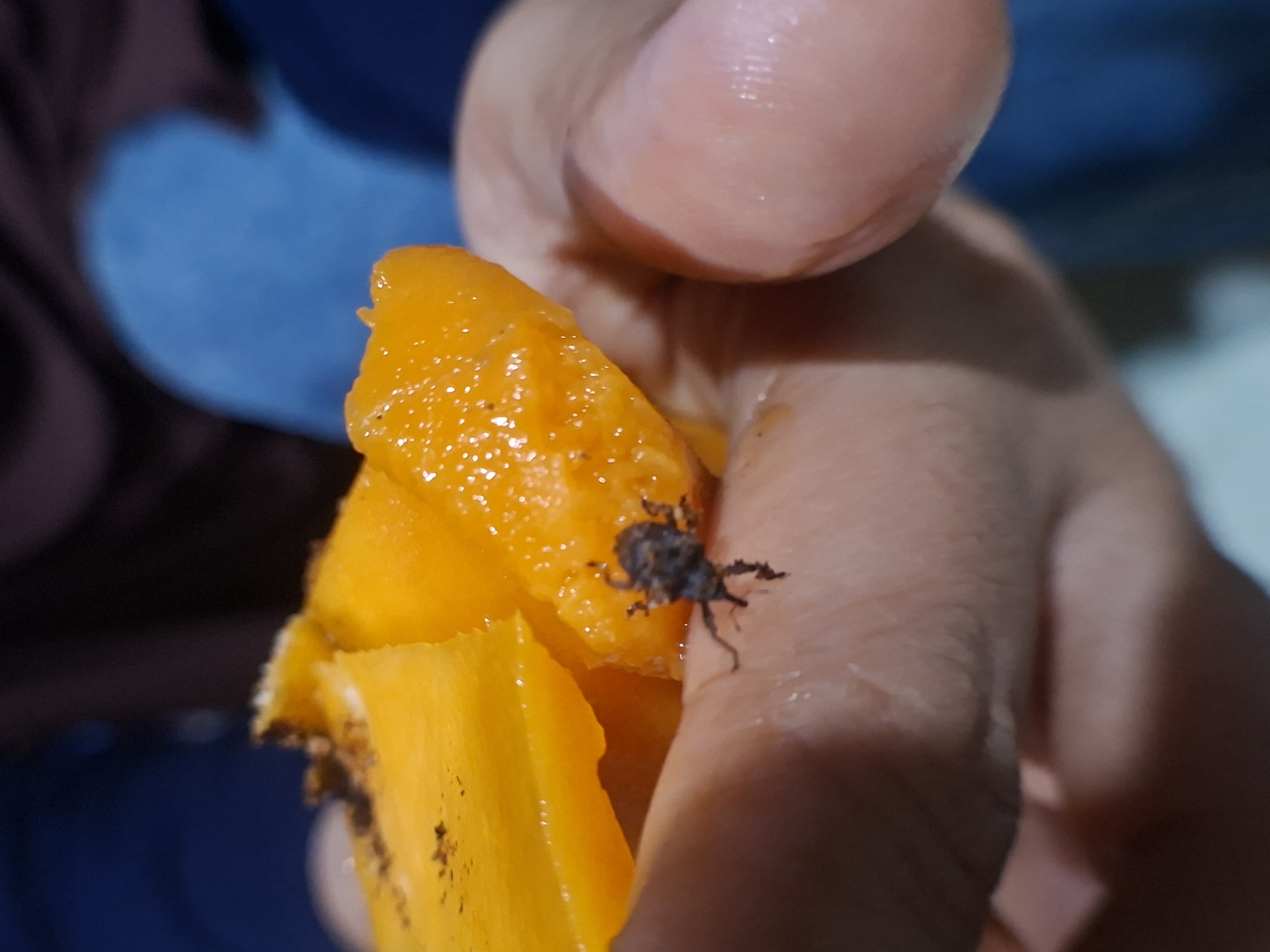 A close-up shot shows a person holding a piece of cut mango in their hand. A small, dark insect is clinging to the mango and the person's finger. The person's hand and fingers are visible, slightly blurred, and the background is indistinct, with glimpses of blue and dark brown. No specific location within Lhokseumawe, Indonesia, can be determined from the provided image.