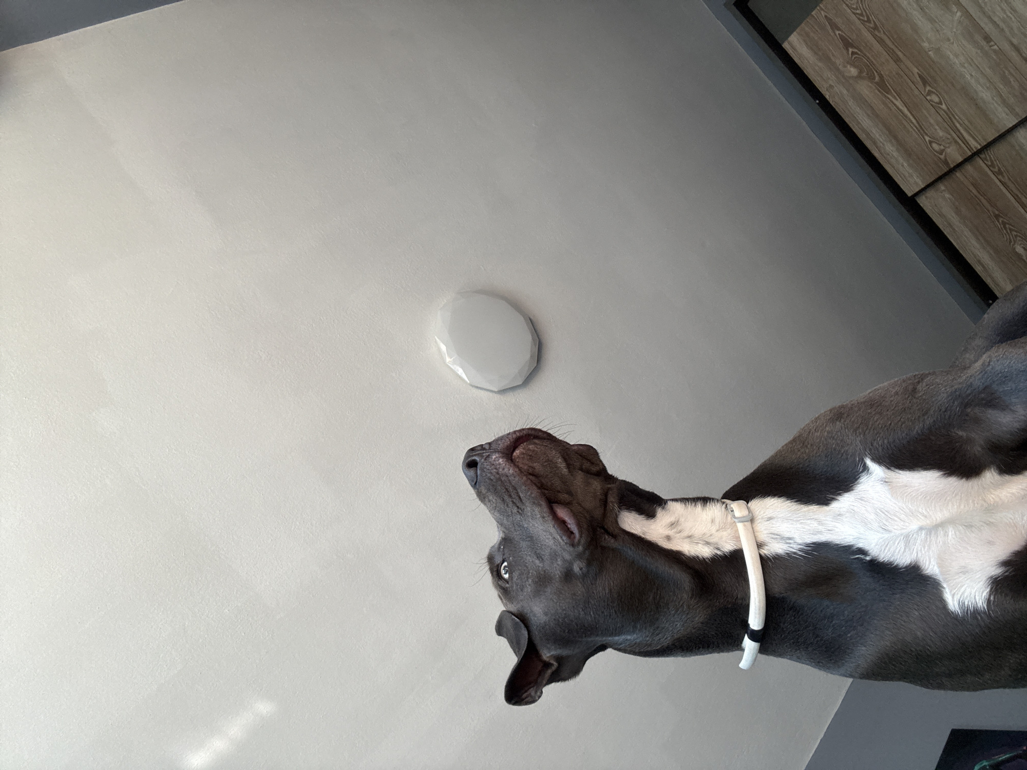 An indoor shot, taken from a low angle, features a dark gray dog with a white chest and a white collar. The dog's head is turned to the right, with its ears perked and its mouth slightly open, revealing its tongue. The dog appears to be looking up at a circular, faceted light fixture on a white ceiling. The ceiling is textured and has subtle shadows cast upon it. To the left and bottom of the frame, a portion of a wooden surface is visible, possibly a floor or furniture. The image does not provide specific geographical context within Varna, Bulgaria.