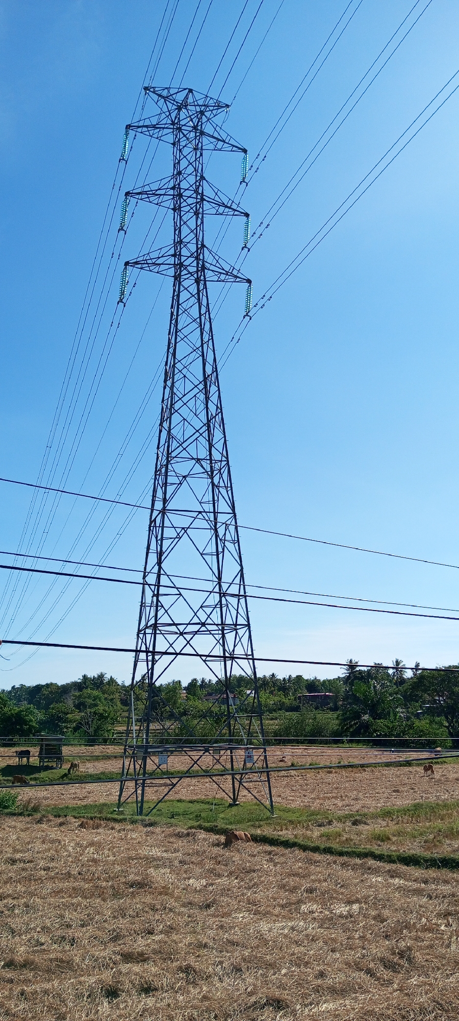 The image captures a daytime outdoor scene in Pakkanna, Indonesia, dominated by a tall, lattice-style electrical transmission tower. The tower, constructed of dark metal, supports multiple high-voltage power lines that stretch across the frame and disappear into the distance. The sky is a clear, bright blue, indicating fair weather.
Below the power lines, the landscape consists of a harvested field, characterized by dry, straw-like vegetation. Scattered within this field are at least four cows, two of which are lying down, appearing relaxed. In the mid-ground, a small wooden structure, possibly a shelter or shed, is visible, with two cows standing nearby. Beyond the field, a line of lush green trees and vegetation forms a backdrop, with hints of buildings peeking through the foliage. The overall impression is of a rural or semi-rural environment within Pakkanna, Indonesia, where modern infrastructure like the power tower coexists with agricultural land and livestock.