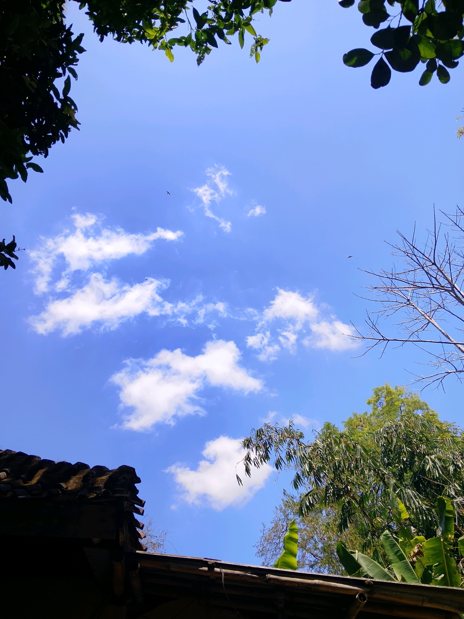 The image shows a view looking upwards into a bright blue sky with scattered white clouds. In the foreground, the dark tiled roof of a building is visible on the left side, with a hint of wooden structure underneath. Lush green foliage from trees and plants frames the top and right sides of the image. Some bare branches of a tree are also visible on the right. Two birds are seen flying in the sky. The scene appears to be outdoors, in a location that suggests a rural or semi-urban setting with vegetation and buildings. There are no people in the image.
