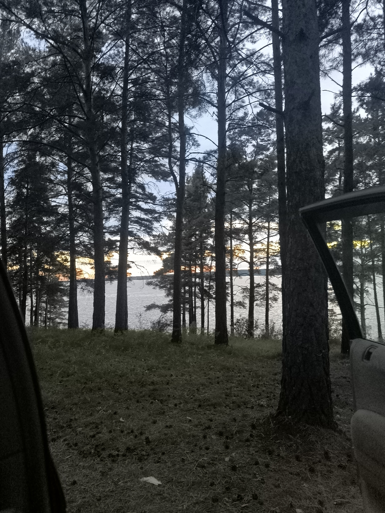An outdoor scene captures a body of water viewed through a dense forest of pine trees. The water is calm with ripples visible, reflecting the muted colors of the sky. The trees are tall and dark, with visible branches and needles, creating a somber atmosphere. The ground is covered in grass and pinecones. In the foreground, the edge of a dark car interior is visible, with a partially open car door framing a section of the scene. The lighting suggests either dawn or dusk, with a warm glow peeking through the trees towards the horizon. There are no people visible in the frame. The location is identified as the city of Kirza, Russia.