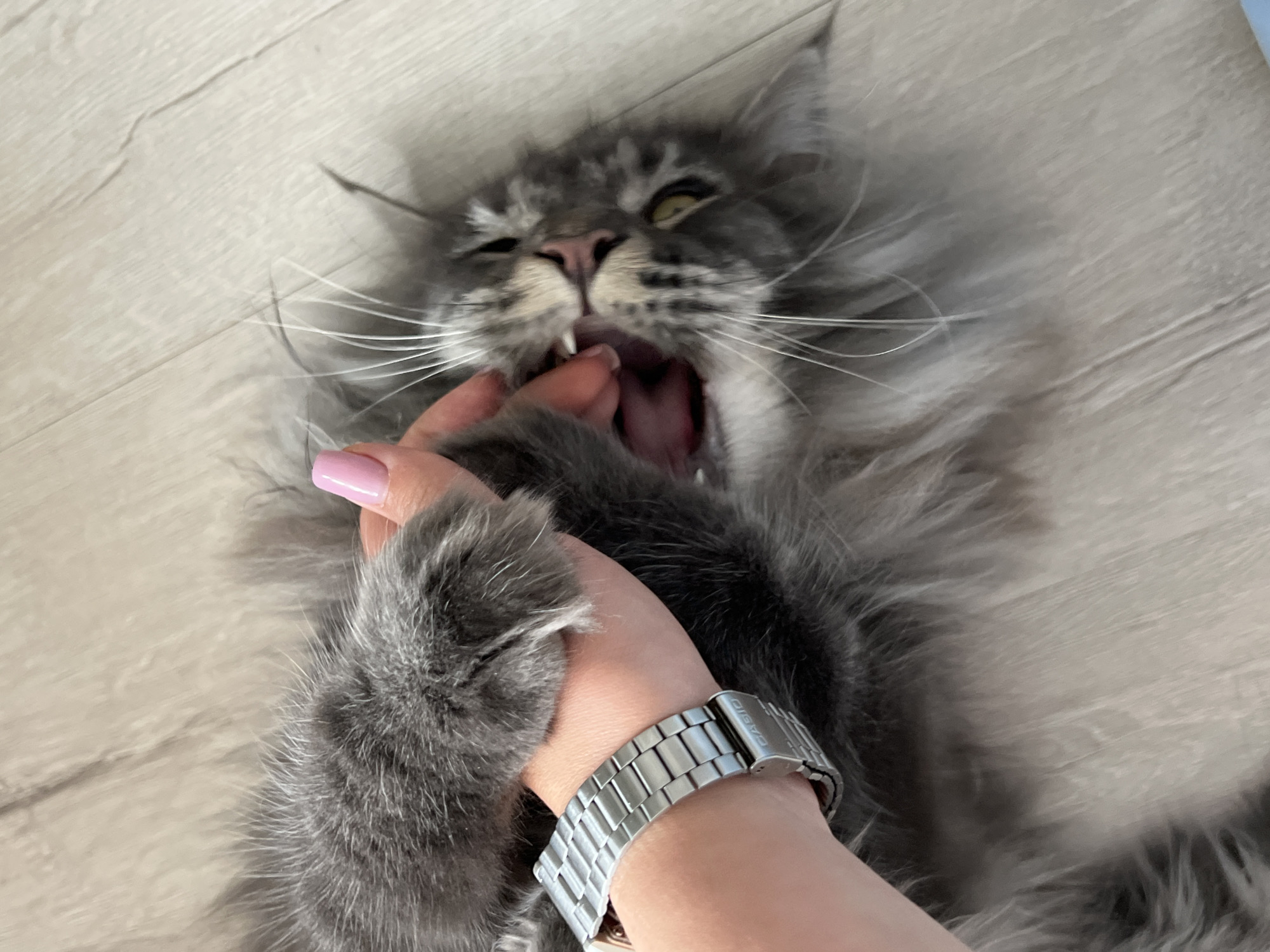 A close-up shot captures a gray Maine Coon cat on a light-colored wooden floor, lying on its back with its mouth open in a playful or yawning gesture. A person's hand, with a pink-painted fingernail and a silver Casio watch on the wrist, is gently interacting with the cat, touching its mouth. The cat's long, fluffy fur is prominent, and its whiskers are fanned out. The lighting suggests an indoor setting. The image does not provide any information about the city of Ternopil, Ukraine.
