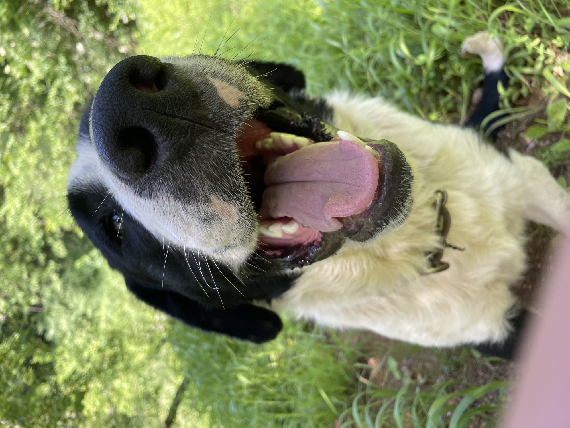 A close-up, high-angle shot captures a black and white dog, likely a Border Collie or similar breed, outdoors in Zlatograd, Bulgaria. The dog's head is tilted upwards, looking towards the camera with its mouth wide open, revealing its pink tongue and white teeth as it pants. This posture and expression suggest excitement, playfulness, or possibly warmth from physical activity.
The dog's wet, dark black nose with prominent nostrils is a central feature of the image, surrounded by a mix of black and white fur. Long white whiskers extend from its muzzle. One dark eye is partially visible on the left side of its face. The fur around its chest and lower neck is a fluffy white, and a dark collar is partially visible against this white fur.
The background consists of vibrant, out-of-focus green foliage, including grass and leaves, indicating an outdoor setting, likely a park or garden. The bright lighting suggests it is daytime. The overall impression is one of a happy and energetic pet enjoying its surroundings. No text is visible in the image.
