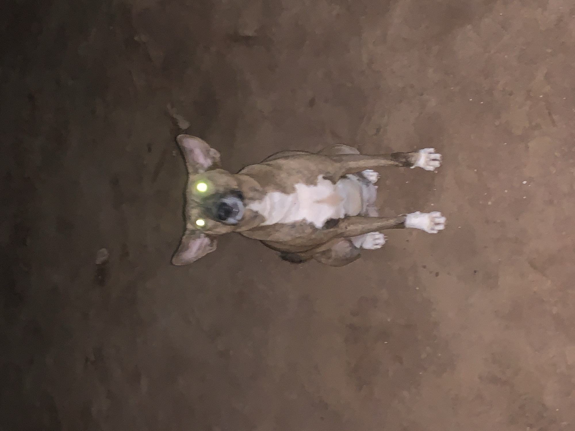 The image depicts a brindle and white dog lying on a dirt surface. The dog is facing the camera, with its eyes reflecting light, creating a green glow. The background appears to be a dark, possibly outdoor area. The location is presumed to be in Ikorodu, Nigeria, but there are no visual cues in the image to confirm this.