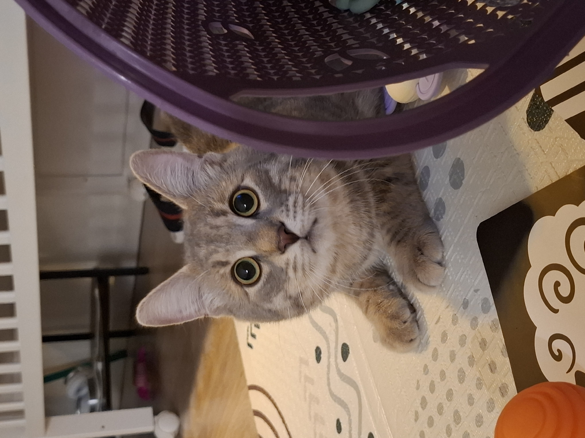 A tabby cat with large, round eyes and light gray fur with darker stripes is lying on a patterned mat. The cat is looking directly at the camera, with its ears perked up. To the right of the cat is a purple basket filled with various items, including what appears to be cat toys. The background shows a white crib or bed frame with wooden slats. The floor is wooden. An orange spherical object is visible in the lower left corner of the image. The scene appears to be indoors, possibly in a bedroom or play area.