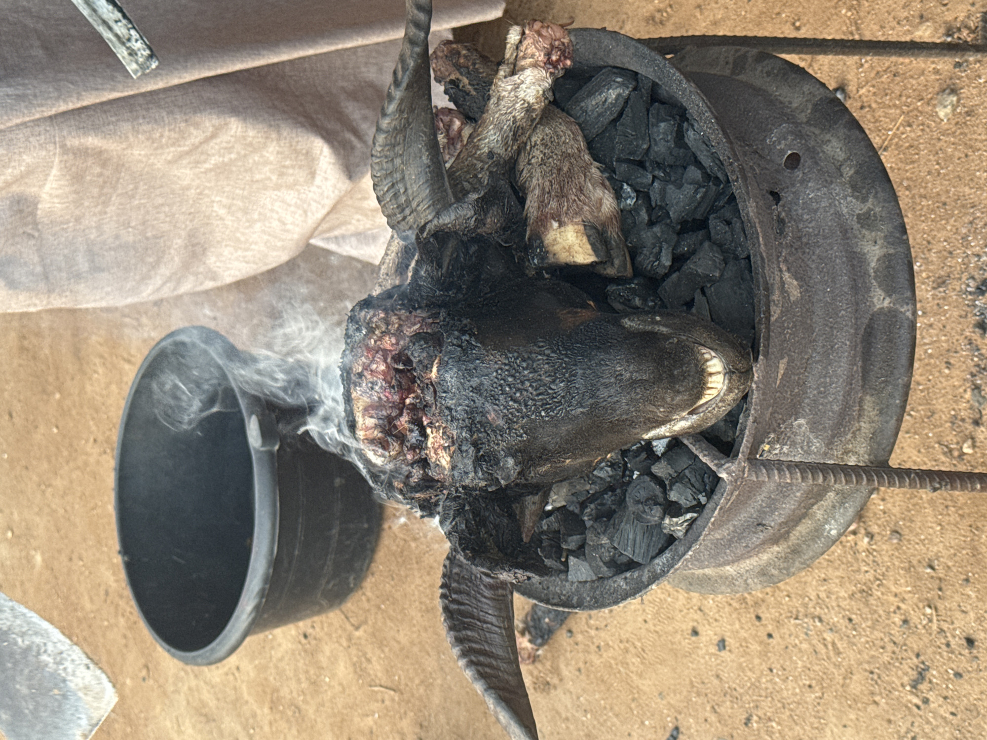In Yelwa, Nigeria, a decapitated and charred goat's head sits within a metal pot filled with charcoal. The head, showing exposed tissue, is placed among the charcoal, along with the hooves of the animal. Smoke rises from the goat's head, and a black bucket rests nearby. The scene is set outdoors on a sandy surface, with a piece of fabric in the background. A metal rod lies next to the pot.