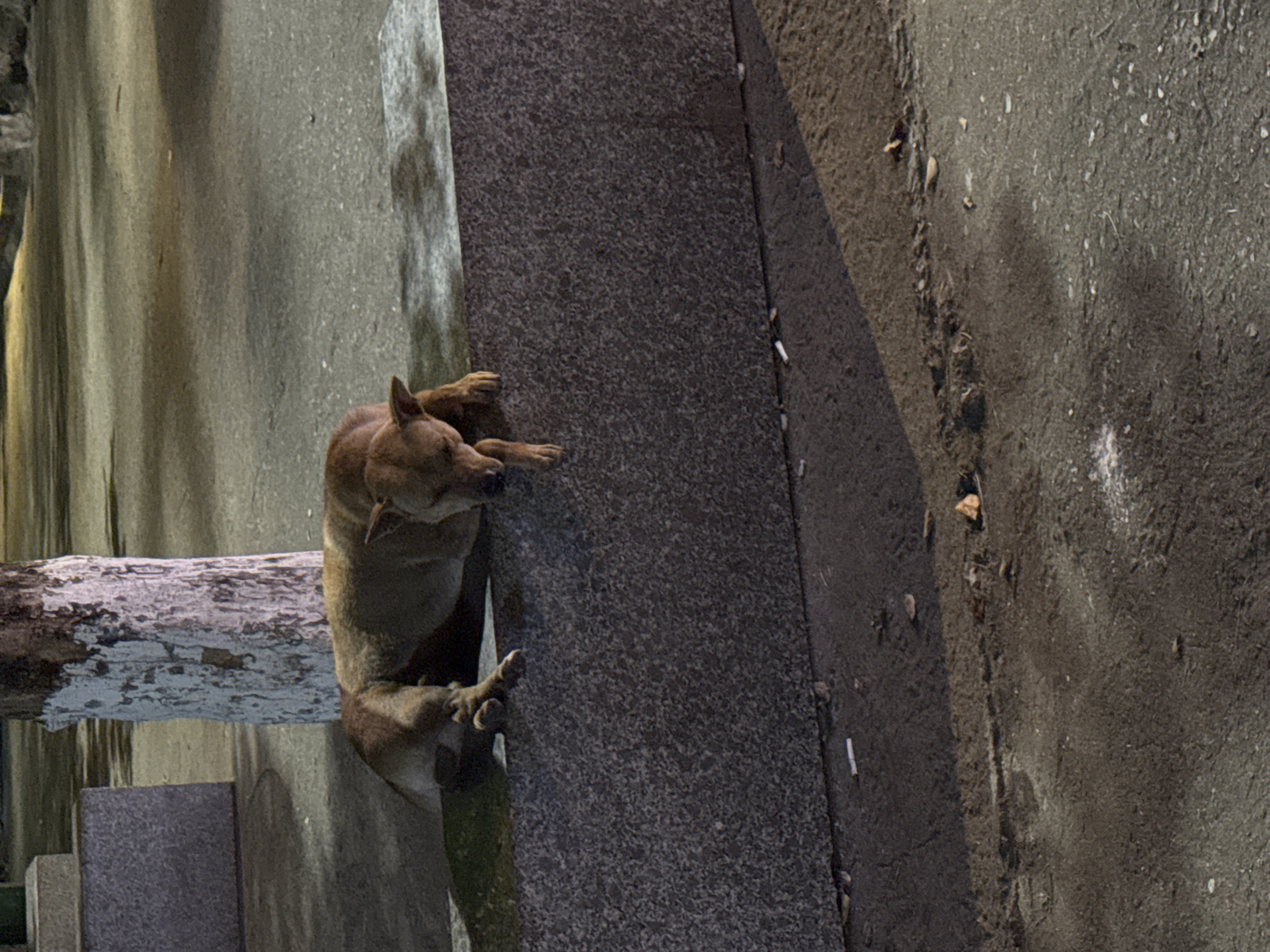 A tan-colored dog sleeps on a low, granite wall in an outdoor urban setting. The dog is positioned on its side with its head resting on its paws, which extend over the edge of the wall. The dog's fur is short and appears somewhat matted. Behind the dog, a rough-barked tree trunk, partially painted white, stands vertically. The ground in front of the wall is a dark, paved surface littered with several cigarette butts and scattered debris. The background shows a blurred area of pavement with scattered light and shadow patterns. The overall scene suggests a quiet, possibly public space in Đà Nẵng, Vietnam, during either early morning or late evening, given the lighting conditions.