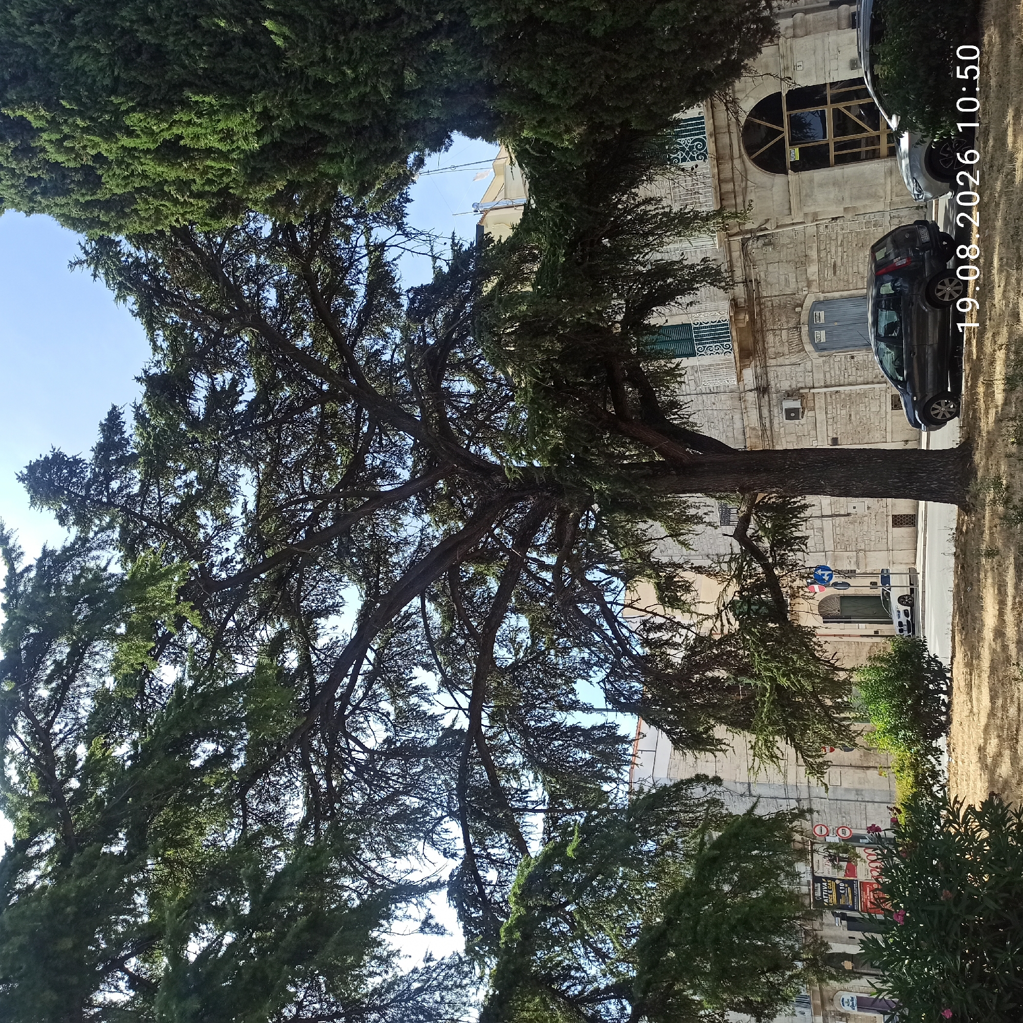 This is a daytime, exterior, medium-shot photograph of a street scene in Ruvo di Puglia, Italy. The image is dominated by the canopy of a large, mature evergreen tree, likely a cedar, which casts a wide shadow. The tree's branches spread across the upper half of the frame, with a dense, dark green foliage. To the right, a tall, conical evergreen tree stands, also providing significant green coverage.
In the background, a light-colored, stone-faced building with multiple stories is visible. The building features arched windows and balconies with ornate white railings. There are several parked vehicles on the street in front of the building, including a dark-colored hatchback and a silver SUV. A portion of a sidewalk and a dry, grassy area are in the foreground.
A sign with Italian text is partially visible on the building's lower facade, indicating a business. The sky is clear and bright blue. A timestamp overlay in the lower right corner reads "19.08.2026 10:50".
