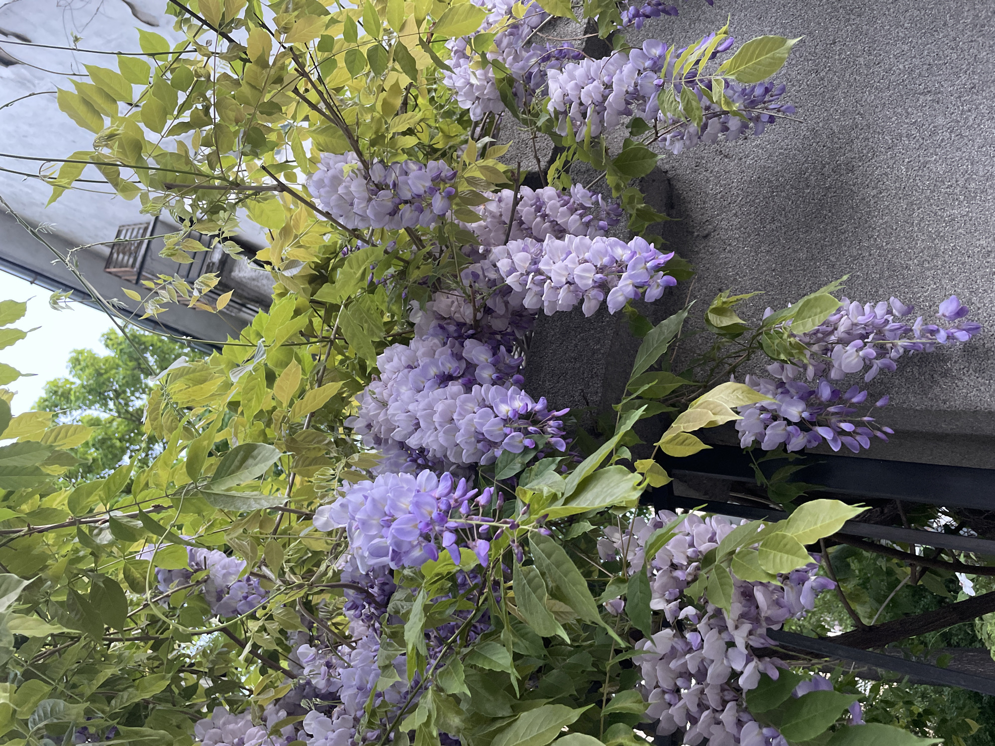 The image shows a wisteria vine with abundant purple flowers cascading down. The vine is growing against a textured gray wall, possibly a building facade. Green and yellowish-green leaves provide a backdrop to the flowers. A portion of a building with a balcony is visible in the upper left of the frame. The photograph was taken at an upward angle. Given the plants, wall and building style it is possible the location is in the city of Sofia, Bulgaria.