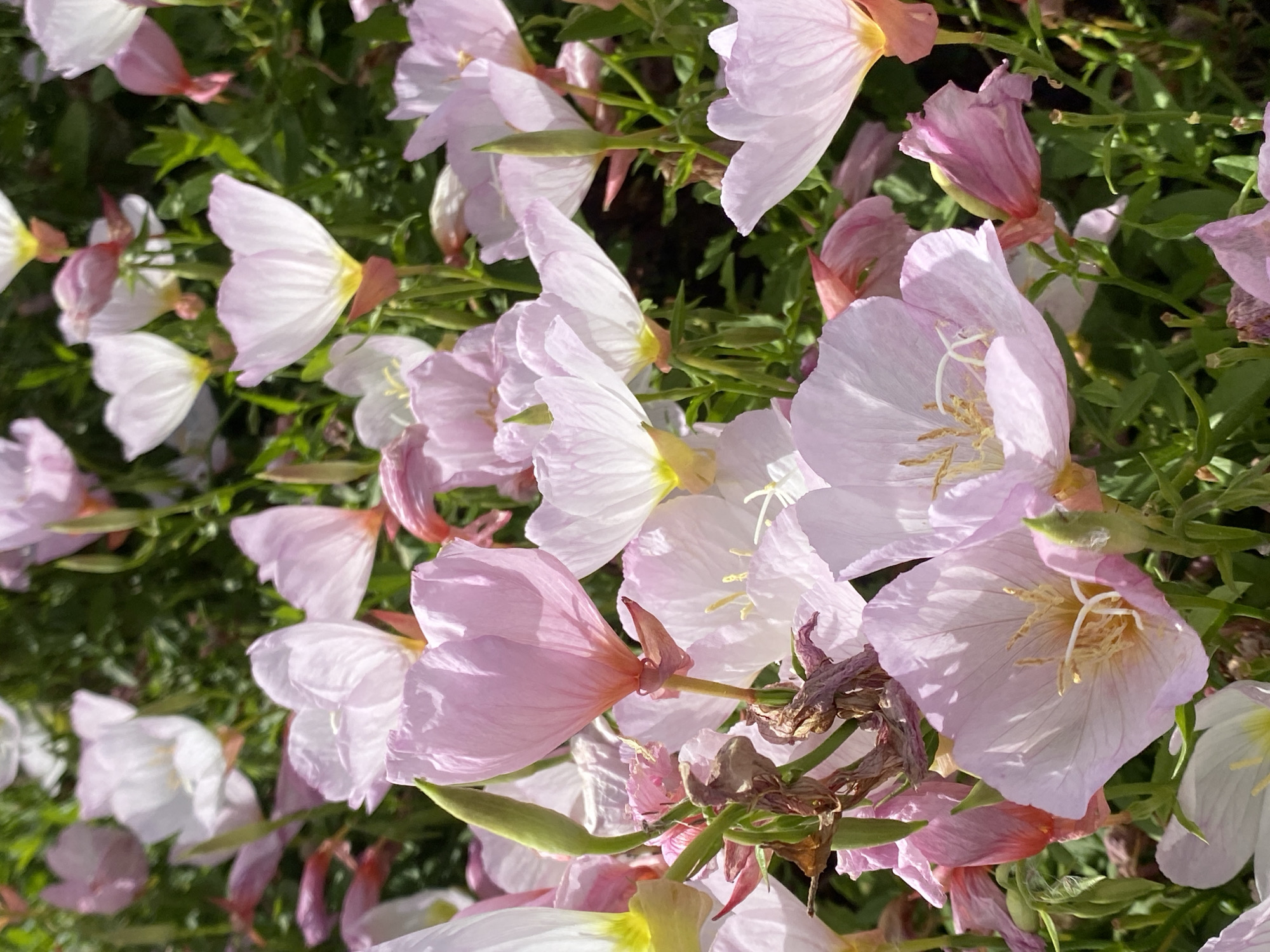 The image shows a close-up view of pink and white flowers with green foliage. The flowers are in various stages of bloom, with some fully open and others still budding. The environment appears to be a garden or natural setting. No people are visible. There is no indication of this image being in the city of Alanya, Turkey.