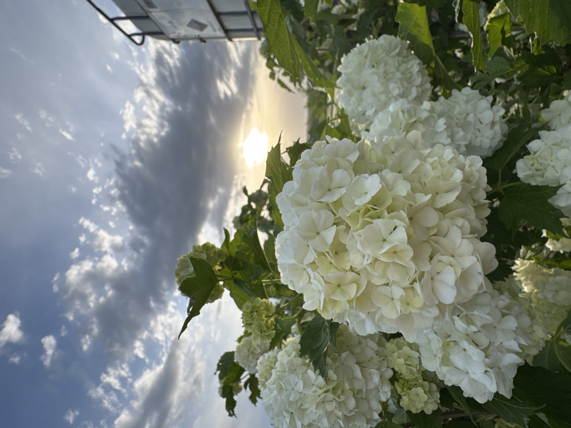 The image shows a close-up view of white hydrangea flowers against a backdrop of a cloudy sky with a visible sun. The flowers are in varying stages of bloom, with some fully open and others still budding. Green leaves are interspersed among the flowers. In the upper left corner, a portion of a metal structure is visible, possibly a building or a vehicle. The scene appears to be outdoors, and the sunlight suggests it is either morning or late afternoon. The location is Nizhnyaya Gar', Russia.