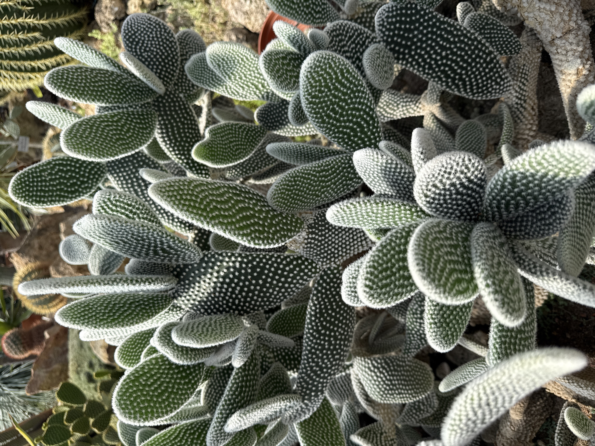 The image is a close-up, eye-level shot of a dense cluster of Bunny Ear cacti (Opuntia microdasys) in a greenhouse. The cacti are predominantly green with fuzzy white areoles, from which short, white glochids emerge, giving them a soft, velvety appearance. The pads of the cacti are flattened and oval-shaped, overlapping and branching out in various directions, creating a complex, layered texture. In the background, other succulents and cacti are visible, along with rocky elements and sandy soil, typical of a desert or arid environment display. The lighting suggests a bright, sunny day, casting subtle shadows among the plants. The image does not contain any people or actions. There is no specific indication of a location within Saint Petersburg, Russia; the scene is representative of a botanical garden or a specialized succulent collection.