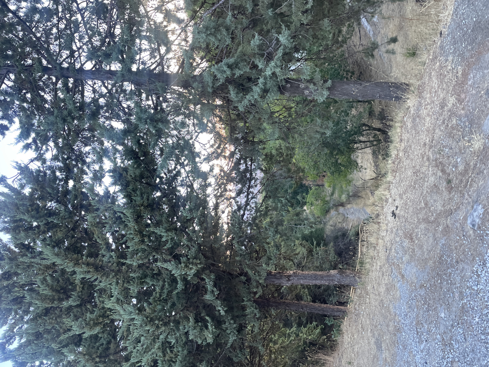 The image shows a view of a wooded area with a pathway winding through it. Several large evergreen trees with dark bark and dense, green foliage dominate the foreground and middle ground, with their branches extending across the frame. The ground in the foreground is a mix of gravel and dry, light-brown grass. In the middle ground, the pathway is visible, appearing as a dirt track with some sparse vegetation along its sides. Further into the background, more trees and undergrowth create a dense, natural landscape. The sky is visible in patches through the tree canopy, with soft, diffused light suggesting it might be early morning or late afternoon. The scene appears to be in a natural, outdoor setting, likely a park or a natural reserve.