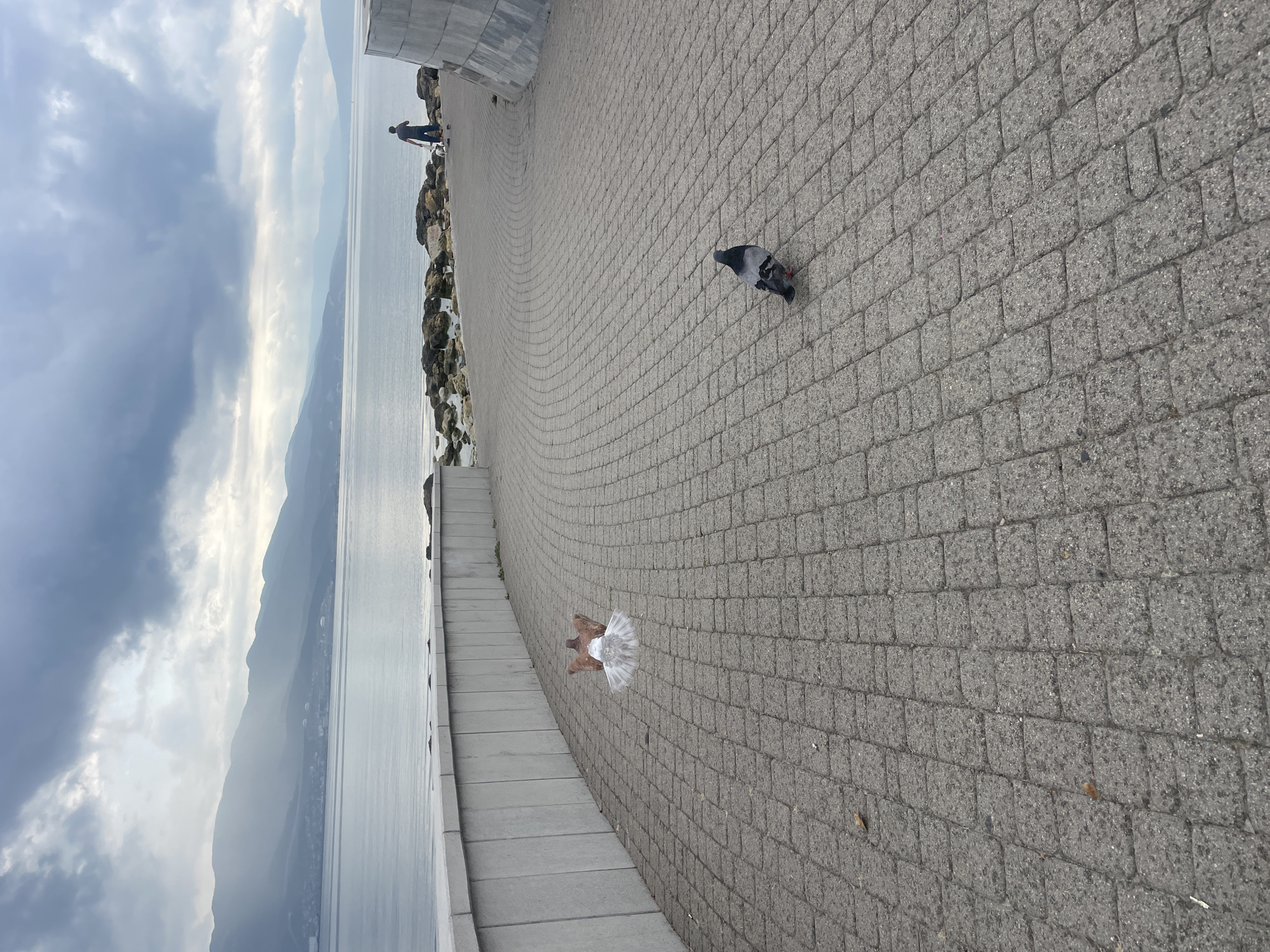 The image depicts a scenic view of the embankment in Novorossiysk, Russia, on a cloudy day. In the foreground, a paved pathway made of grey interlocking bricks leads away from the viewer. Two pigeons are present on the pathway. One pigeon is in mid-flight, with its wings spread wide, and its body is brown and white. The other pigeon is standing on the pathway to the right, facing away from the viewer, and appears to be grey. In the midground, a man is walking with a small white dog on a leash. The man is wearing a dark t-shirt and shorts. The pathway curves to the right, leading towards the man and dog. The background features a calm body of water, likely the Black Sea, with a distant shoreline characterized by rolling hills and mountains. The sky is overcast with dramatic, dark clouds, allowing some sunlight to break through and illuminate the mountains. Along the left side of the pathway is a low, light grey concrete wall. To the right of the man and dog, the embankment transitions to a rocky shore.