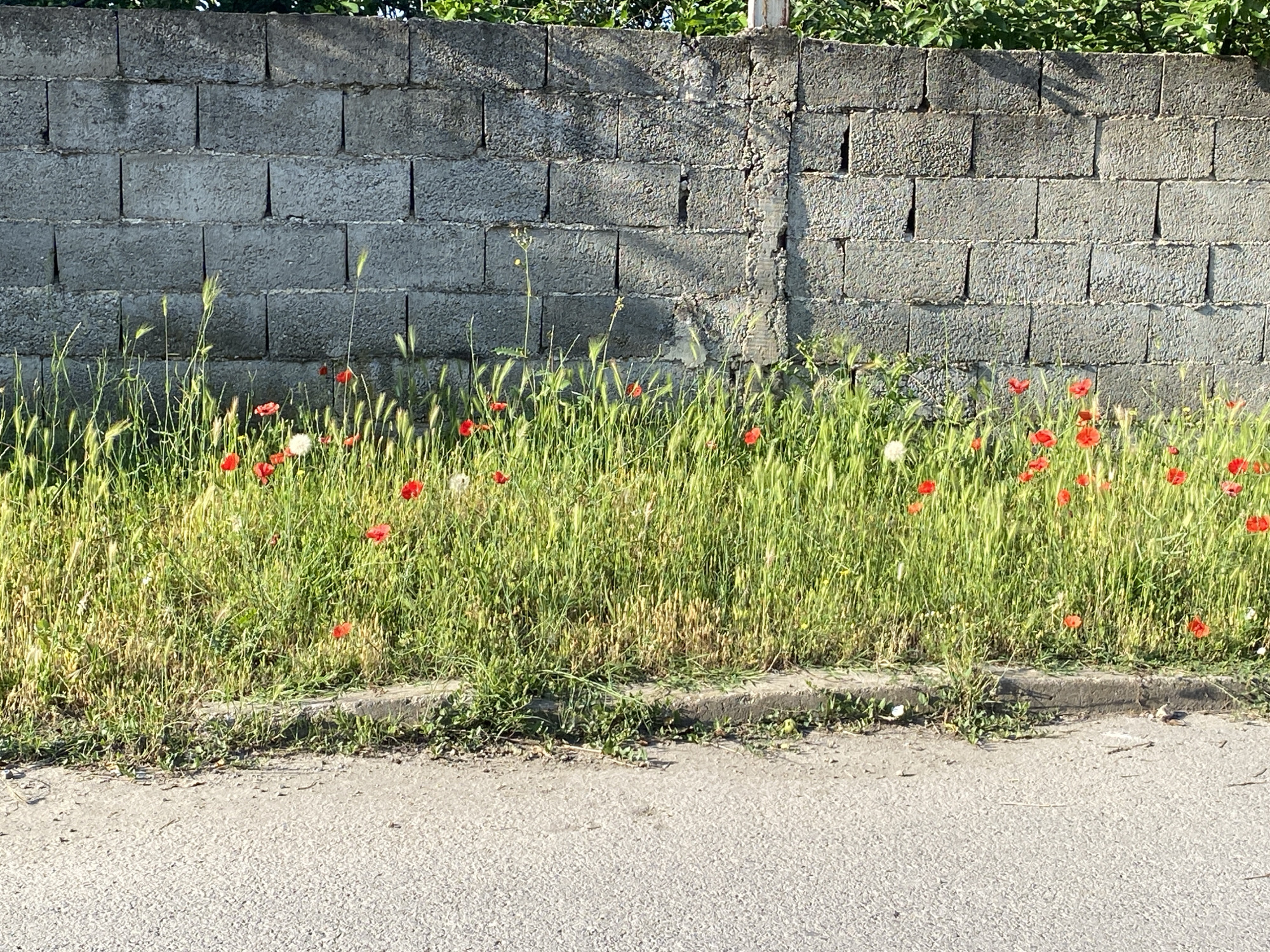 The image depicts a concrete block wall bordering a strip of green grass adorned with red poppy flowers and a few white dandelion-like flowers, alongside an asphalt road in Belo Pole, Bulgaria. The wall is constructed from rough-textured, grey concrete blocks stacked horizontally, featuring vertical mortar lines. A vertical concrete post or repair is visible slightly right of center, showing a rougher surface. Green foliage is visible above the wall. Shadows are cast on the upper left section of the wall. The tall grass and flowers grow densely along the base of the wall, separated from the asphalt road by a low concrete curb. The asphalt road surface is dark grey and textured. No individuals, animals, or vehicles are present in the scene.