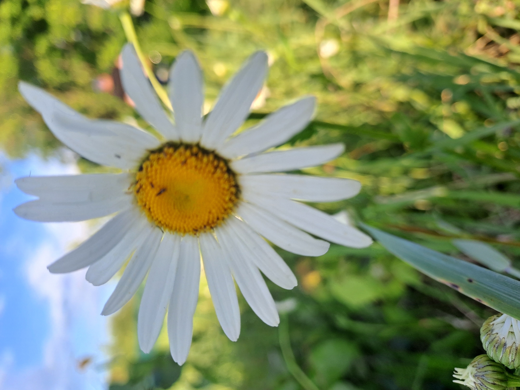 A vibrant, close-up photograph captures a single white daisy as its central subject, set against a softly blurred natural backdrop. The daisy features numerous pristine white petals radiating outwards from a textured, bright yellow central disc. Small, dark specks, likely tiny insects or debris, are visible on both the yellow center and some of the white petals.
The background is a blend of natural elements. To the left and bottom left, a clear blue sky with gentle white clouds is visible, suggesting bright daytime conditions. The upper and right portions of the background are filled with lush, blurred green foliage, indicative of grass and other plants, creating a soft, natural bokeh effect. A green plant stalk and an unopened flower bud are subtly visible in the bottom right corner of the frame. The overall composition is oriented diagonally, with the sky transitioning into the green landscape. No specific activity is depicted beyond the static beauty of the flower in its natural environment. There is no visible text in the image. The setting is consistent with an outdoor natural area, specifically in Полянки, Russia, conveying a sense of serene natural beauty.