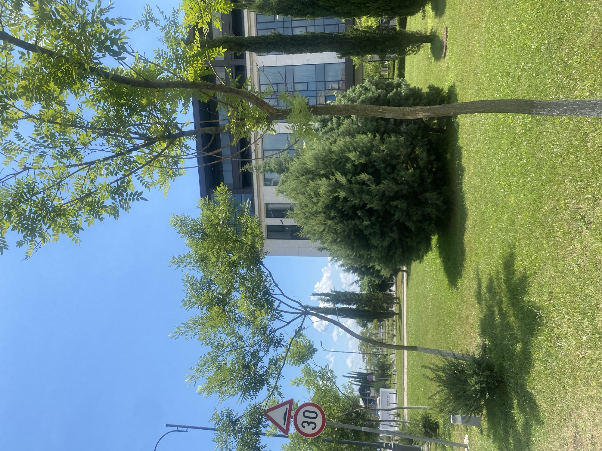 The image depicts a sunny day in Burgas, Bulgaria, with a focus on a modern building and surrounding greenery. In the foreground, a bright green lawn is dotted with small white flowers and cast with dappled shade from trees. A young tree with sparse foliage stands in the middle ground. To the left, a traffic sign indicates a speed limit of 30. Behind the lawn, a large, dense evergreen shrub is prominent. Further back, a multi-story modern building with a dark roof and large windows with a light facade stands. Several tall, slender cypress trees are planted in front of the building. The sky is a clear, vibrant blue. The overall impression is one of a well-maintained urban park or residential area.