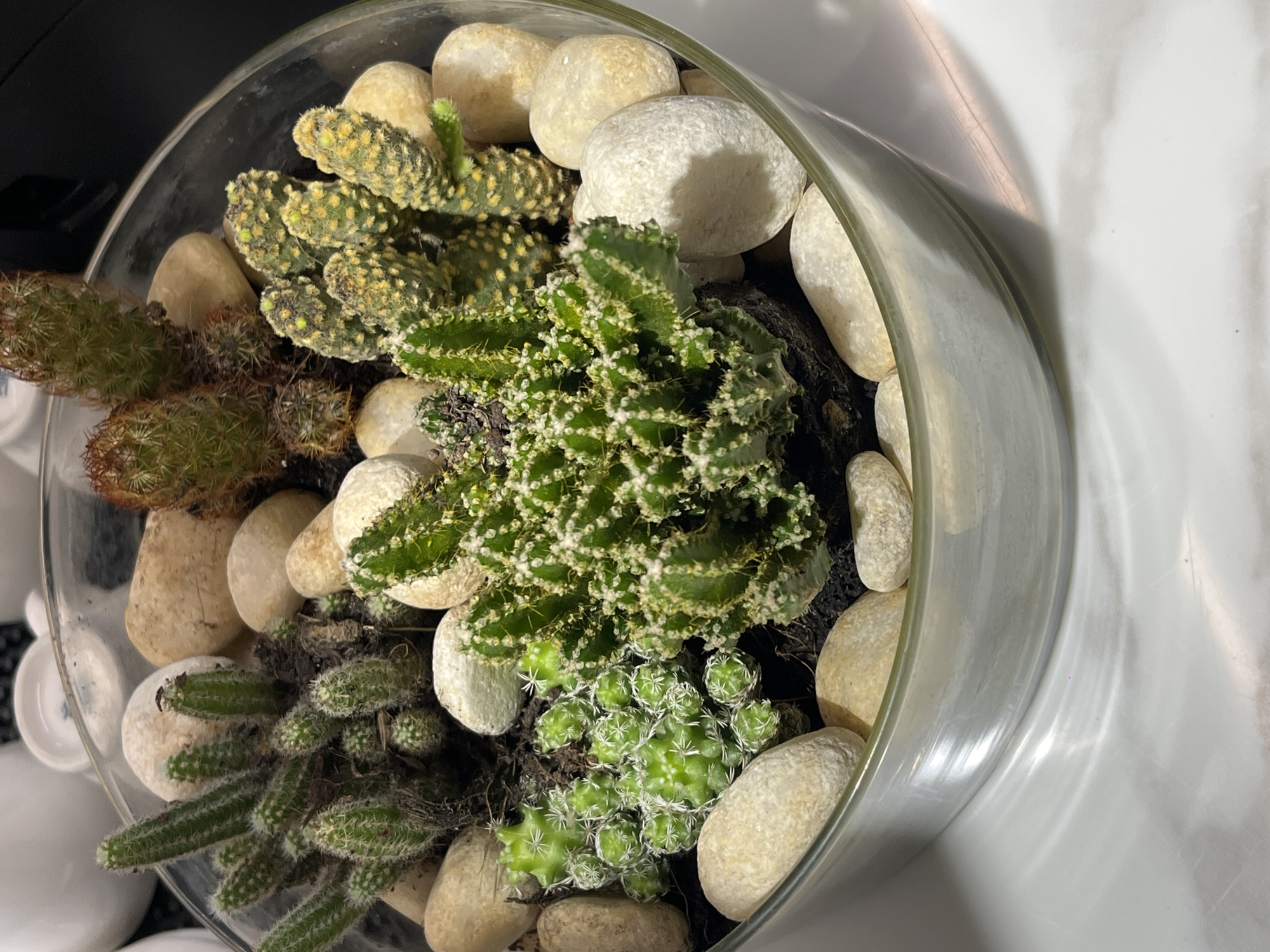 A high-angle shot shows a round, clear glass terrarium filled with various cacti and off-white river rocks. The cacti include a bushy, light green variety with white spines, a yellow-spotted opuntia, a clump of small, cylindrical cacti, and a cluster of small, round cacti with white spines. The rocks are arranged around the base of the plants. The terrarium sits on a white marble-like surface. The location is unknown and cannot be determined based on this image. There are no visible people or interactions.
