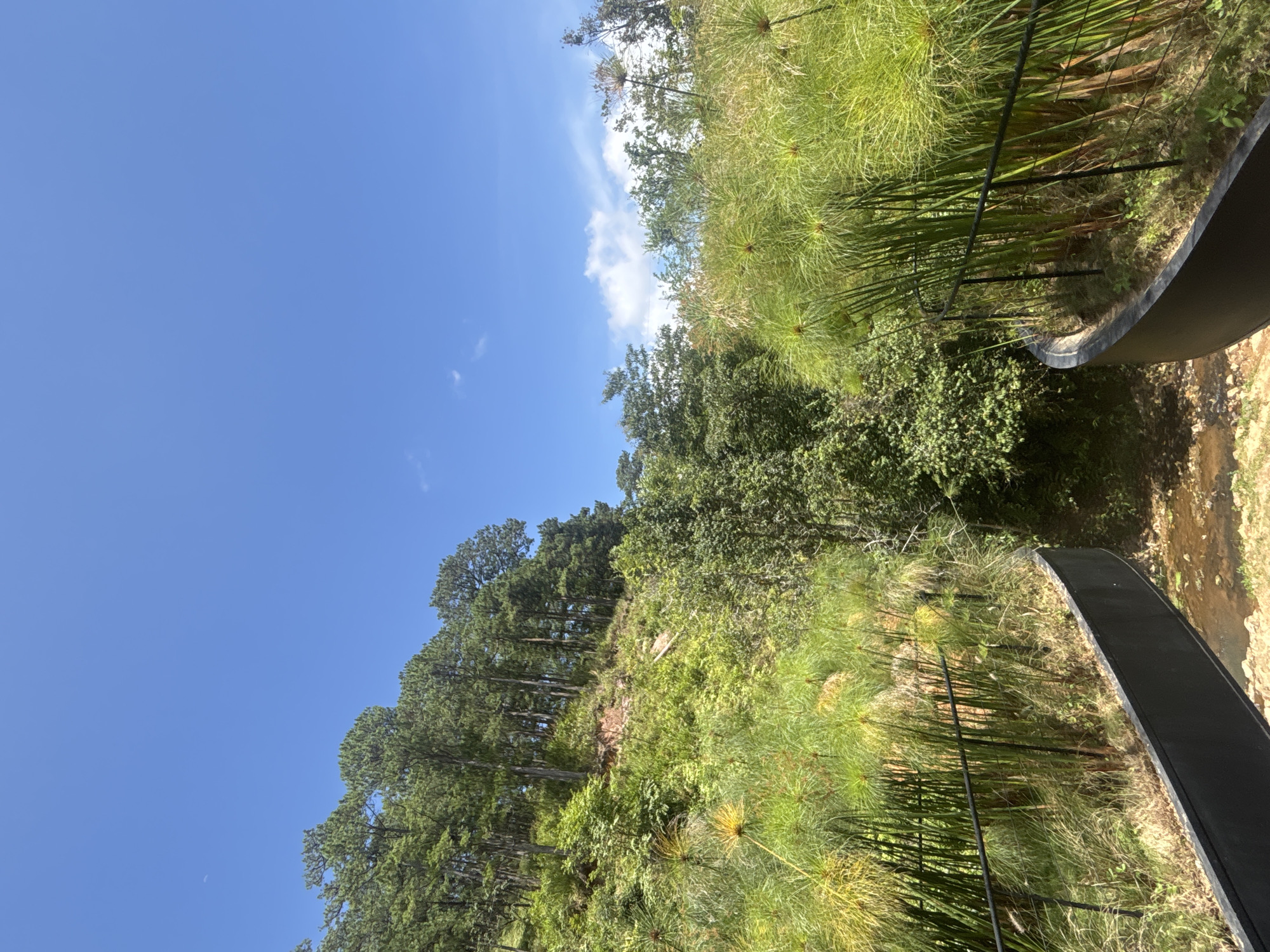 The image depicts a pathway leading into a lush, green landscape in Da Lat, Vietnam. On either side of the pathway, tall, feathery green plants with spherical seed heads grow in abundance, bordered by dark, curved planters and black metal railings. Beyond the planters, the terrain slopes upwards, covered with dense vegetation including trees with slender trunks and lush green foliage. The sky above is a clear, vibrant blue with a few wispy white clouds. The overall impression is one of natural beauty and tranquility.