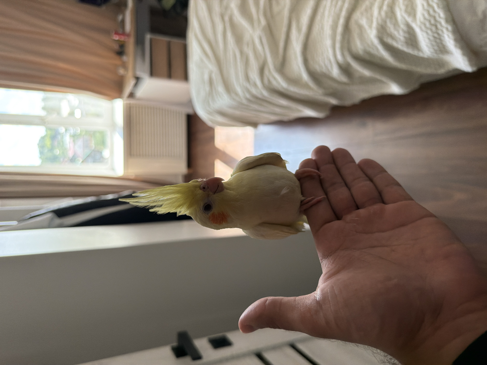 A young cockatiel is perched on an outstretched hand. The bird is primarily yellow with white and orange accents on its face. It has a prominent crest of yellow feathers on its head. The hand is light-skinned and appears to be an adult's. The background shows a bedroom setting with a large, rumpled white duvet on a bed. To the left, a window with white blinds allows natural light to enter the room, illuminating part of a wooden floor and a radiator. In the lower portion of the image, a white surface, possibly furniture, is visible. The scene appears to be indoors during the daytime, with the natural light suggesting it could be morning or afternoon. There is no visible text in the image.