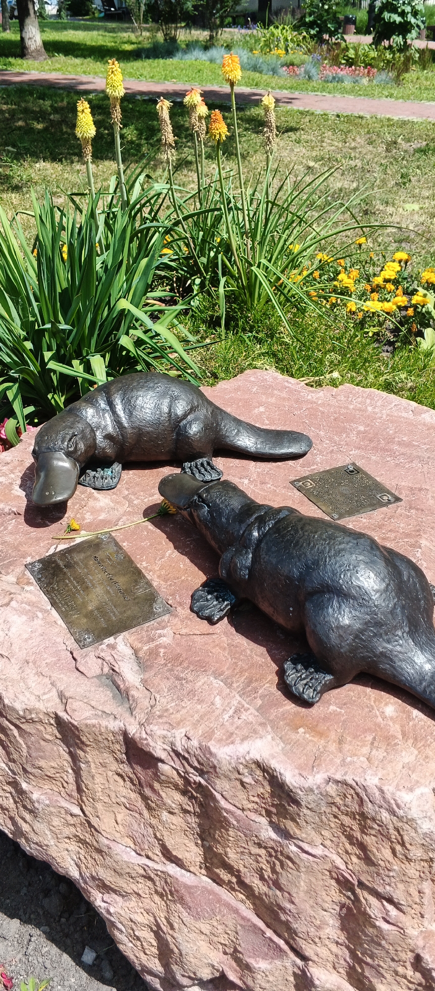 This media file features a close-up, eye-level outdoor shot of two bronze sculptures of platypuses resting on a large, textured reddish-brown rock. The platypus in the foreground is on its side, facing right, with its head turned slightly towards the camera. The second platypus is positioned behind and to the left of the first, also on its side and facing to the right. Between the two sculptures are two small, square bronze plaques. One plaque, to the left of the foreground platypus, appears to have engraved text. The other plaque, to the right of the foreground platypus, has a decorative, perforated pattern. A single yellow flower lies near the front platypus, touching one of the plaques.
The background of the image depicts a lush green lawn interspersed with patches of yellow flowers and tall, green plants with spiky, yellow-orange flower stalks. The sunlight suggests a bright, daytime setting, likely during pleasant weather, illuminating the scene and casting shadows. The overall setting appears to be a park or garden area.
The image provides a detailed view of the platypus sculptures, their placement on the rock, and the surrounding natural elements. The presence of the plaques suggests that this is likely a memorial or an informational display. There is a visible plaque with some text, but it is too blurry to read. The location context is Kyiv, Ukraine.