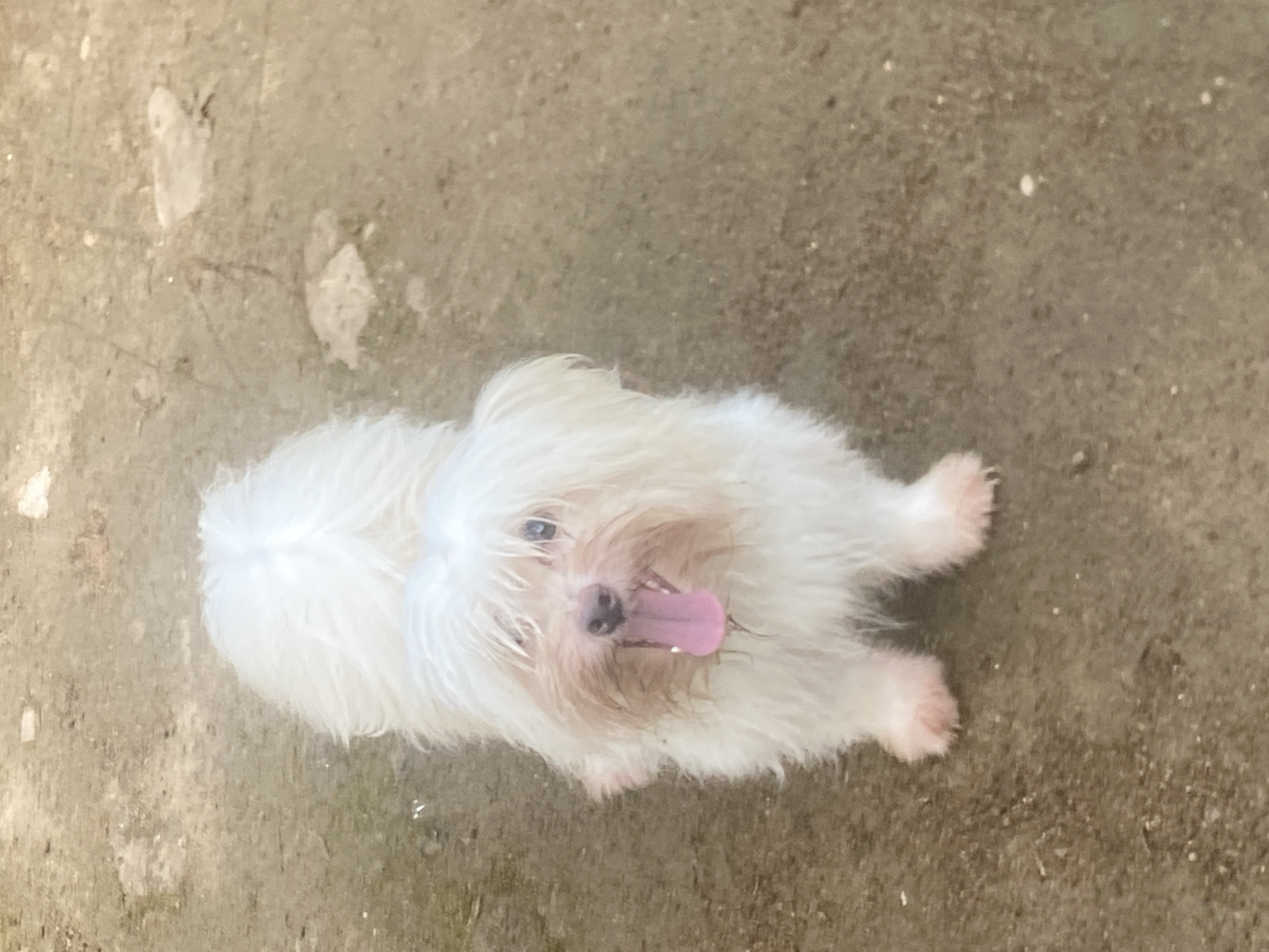An overhead shot captures a fluffy white dog with its tongue hanging out, panting. The dog is standing on a patch of dirt. Its fur is a bright white, contrasting with the earthy tones of the ground. The dog's pink tongue is a vibrant splash of color against its white muzzle. Its eyes are dark and appear to be looking upwards. The dog's paws are also a light pink color. The ground is a mix of dirt and small stones, with some lighter colored patches scattered throughout. The scene is captured in an outdoor setting, likely in a residential area in Bukuru, Nigeria, given the presence of the dog and the dry, dusty environment.