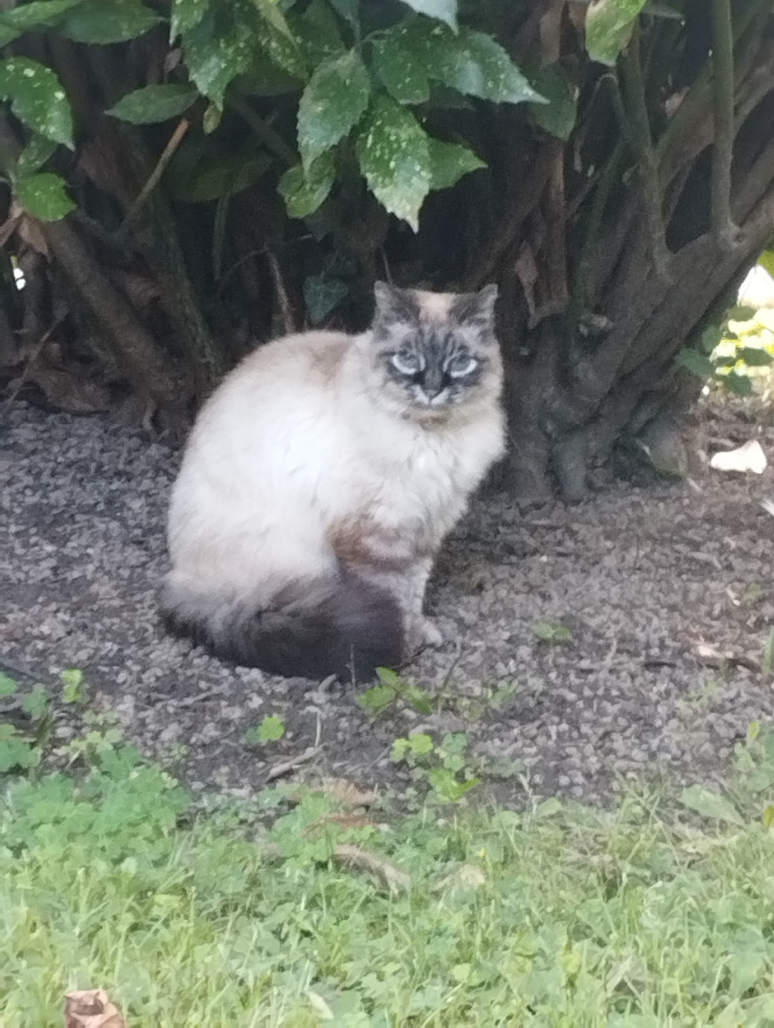 A fluffy, long-haired cat with blue eyes and a light cream body with dark brown markings on its face, ears, and tail sits on a gravel surface in front of a large, dark-barked tree. Green foliage is visible above and behind the cat, and a patch of green grass is in the foreground. The cat is looking directly at the camera.