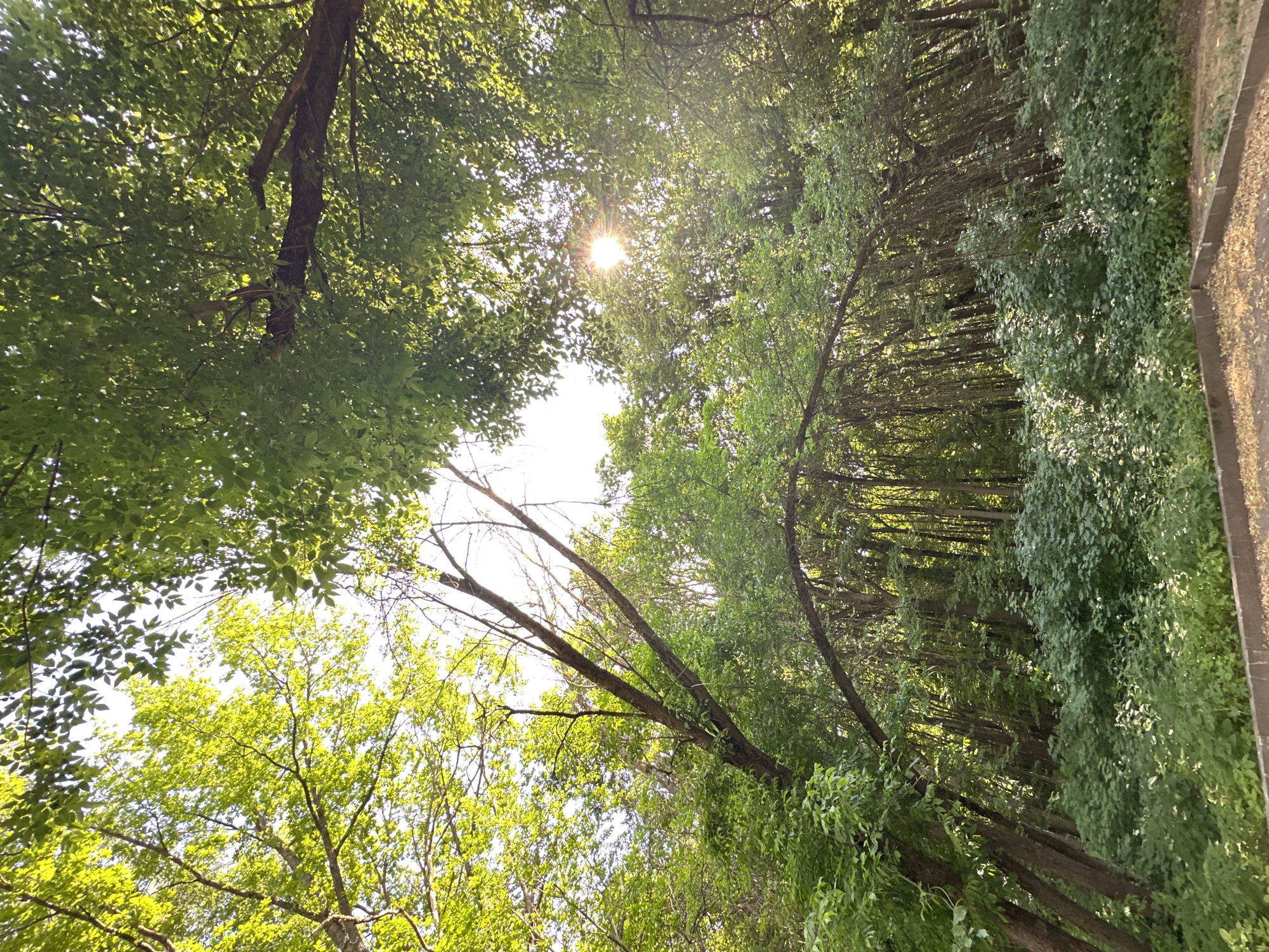 The image depicts a sunlit forest scene, likely in the city of Nizhny Novgorod, Russia, given its focus on natural, wooded environments. The perspective is from the ground level, looking upwards into the canopy of trees. Sunlight streams through the dense green foliage, creating dappled patterns and a lens flare effect in the upper right quadrant. The trees are tall and mature, with branches arching across the frame. The undergrowth consists of lush green bushes and smaller plants, creating a thick carpet of vegetation. In the foreground, a light-colored, gravelly path or border is visible, suggesting a maintained park or forest trail. There are no people or animals present in the image. The overall atmosphere is one of serene, natural beauty, typical of a park or forest area within an urban setting.